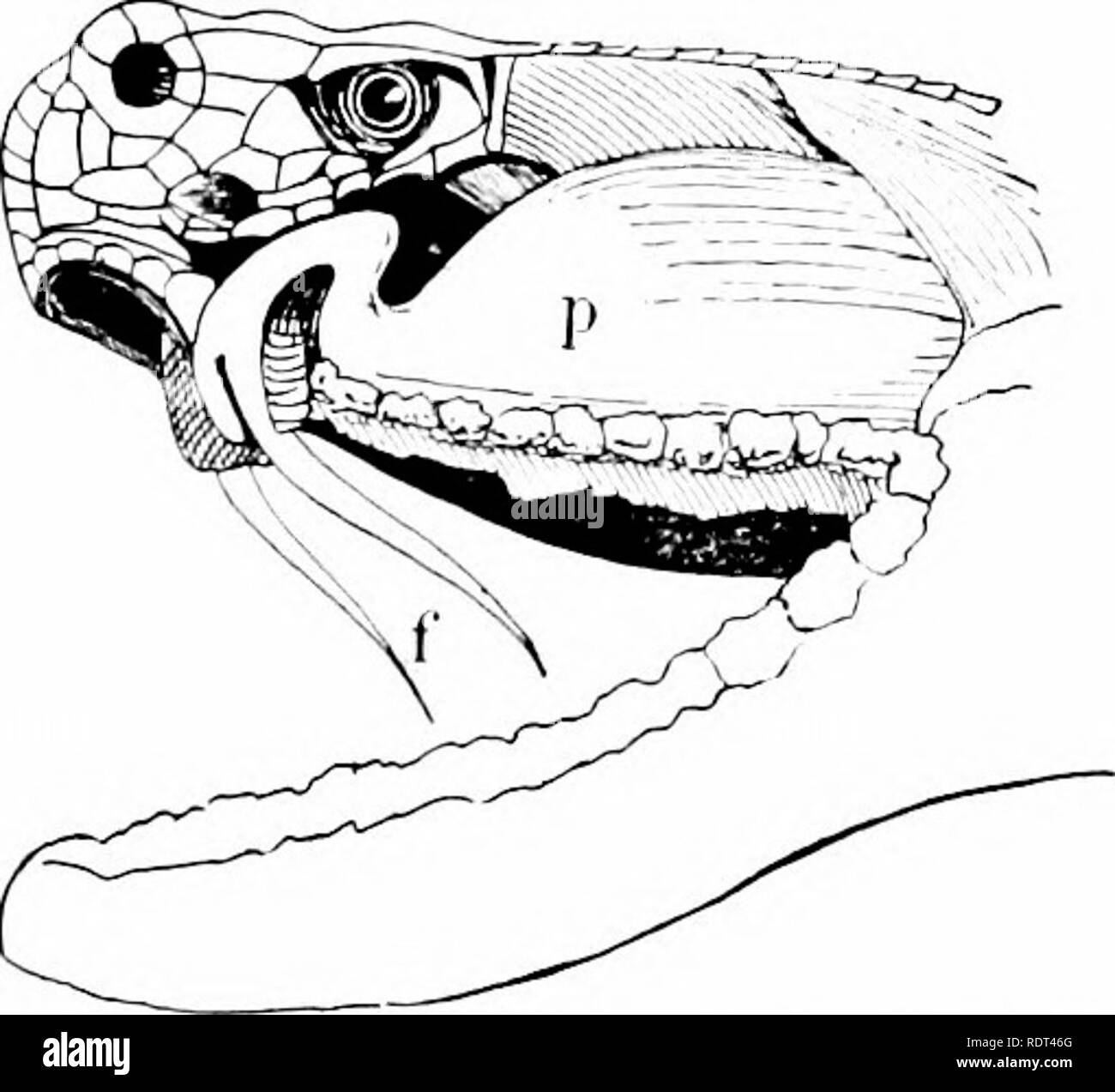 . Premières leçons en zoologie. Zoologie. Premières leçons de zoologie et de l'Est des États-Unis, au milieu de la Pennsylvanie et de New York vers le sud. C'est un cercle vicieux et dangereux serpent, suppression sans avertissement. L'eau-mocassin est marron foncé, avec des taches plus foncées. La tête est au-dessus d'un noir violacé. On le trouve le long de l'Atlantique et du golfe du Mexique à partir de la Caroline du Nord vers le Mexique, d'étendre aussi- à quelque distance de la vallée du Mississippi. Il s'agit d'distinctivel)' un serpent d'eau, qu'on retrouve dans les endroits marécageux, humides ou actuall Convention)' dans l'eau. Il atteint une longueur de plus de quatre pieds, et c'est une serpent venimeux, s Banque D'Images