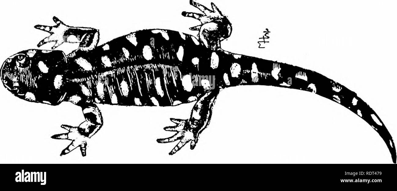 . Premières leçons en zoologie. Zoologie. 2ia PREMIÈRES LEÇONS EN ZOOLOGIE reste presque toujours sur le terrain. La politique de l'arbre 3235-l^astcrn Membres est vert, gris, brun ou au-dessus, avec des taches sombres, irrégulières et jaune ci-dessous. Il crève ou trilles, surtout le soir ou par temps humide.  !Â '[( ;. ly'i.âTlir unaiMk.sal titter-r. (À partir de Juiikins ami Kellogg.) La météo. Pickering's grenouille fait la "première note du printemps" dans le l-Lastern Membres. C'est l'un des plus frcquentl)' entendu à l'automne, trop, mais " sa voix est moins vive qu'au printemps, et ses tuyaux en solitaire ne sèche Banque D'Images