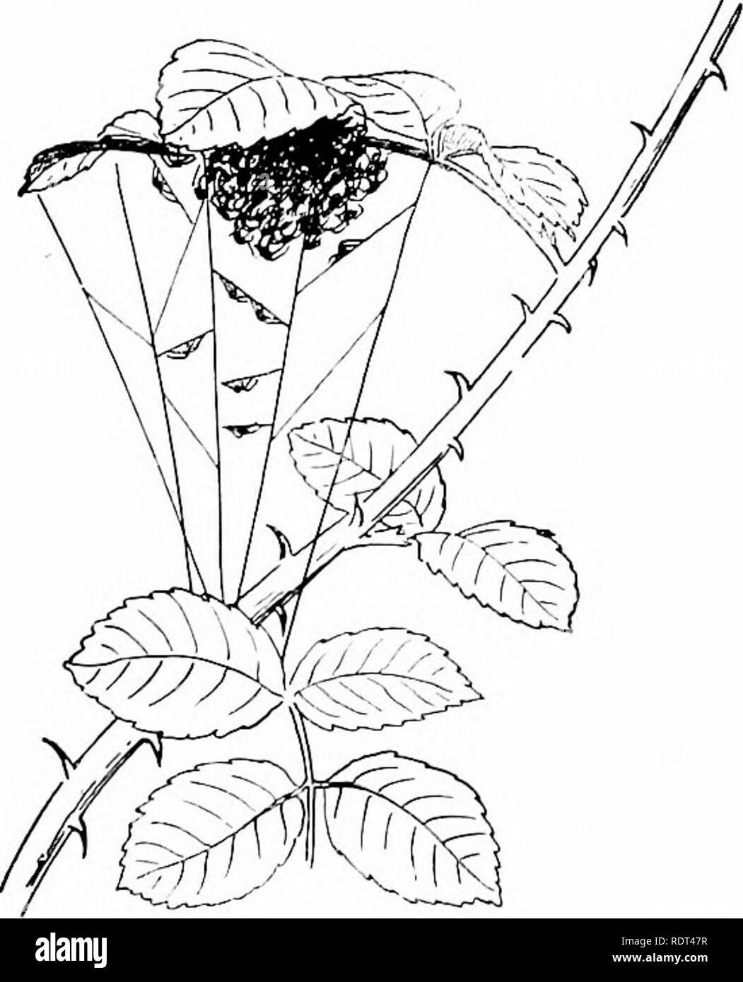 . Premières leçons en zoologie. Zoologie. FiG. 168. Fig. 169. Fig. 168.-Webs de jeunes araignées sur la toile d'un grand site web d'une vieille araignée. (Après McCook.) Fig. 169.-Assemblée des jeunes araignées juste après l'émission de Cocoon, " balled" en dessous d'une feuille de rose. (Après McCook.) fois ils sont sphériques ou en forme de vase et sont suspendus entre les feuilles. Comme déjà noté, les femelles de certaines araignées en cours portent l'oeuf-sac sur attaché à les filières. Les œufs éclosent au bout de 15 à 30 jours en été, mais si prévues à l'automne peuvent ne pas éclore jusqu'à la source. Les rares jeunes Banque D'Images
