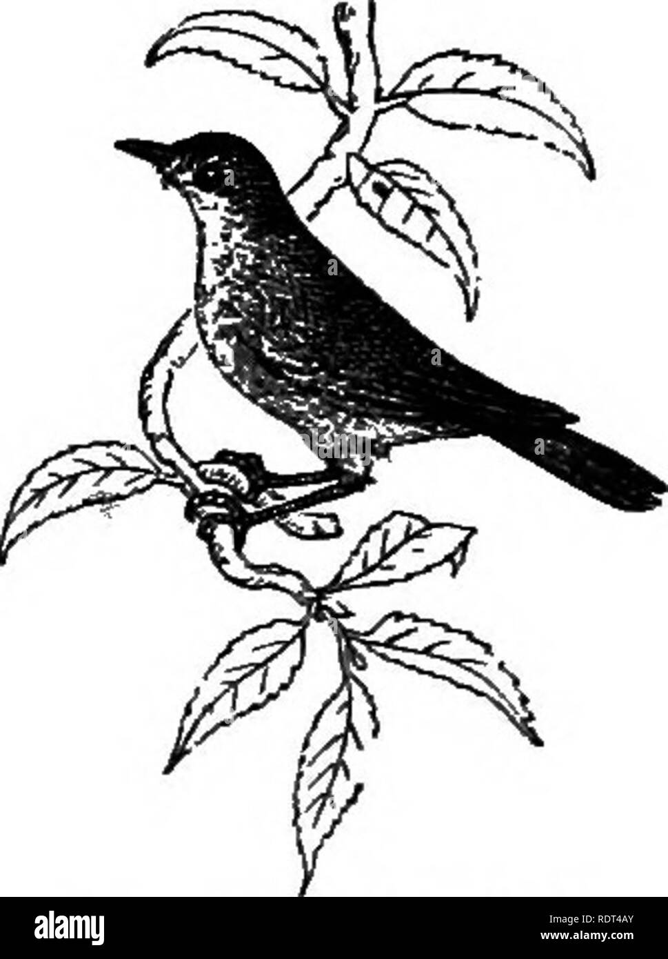 . Mon jardin, son plan et la culture en collaboration avec une description générale de sa géologie, de la botanique, et l'histoire naturelle. Le jardinage. Fig. 1183.-Blackcap. Fig. 1184.-attaque-balle.. Veuillez noter que ces images sont extraites de la page numérisée des images qui peuvent avoir été retouchées numériquement pour plus de lisibilité - coloration et l'aspect de ces illustrations ne peut pas parfaitement ressembler à l'œuvre originale.. Smee, Alfred, 1818-1877. Londres, Bell et Daldy Banque D'Images