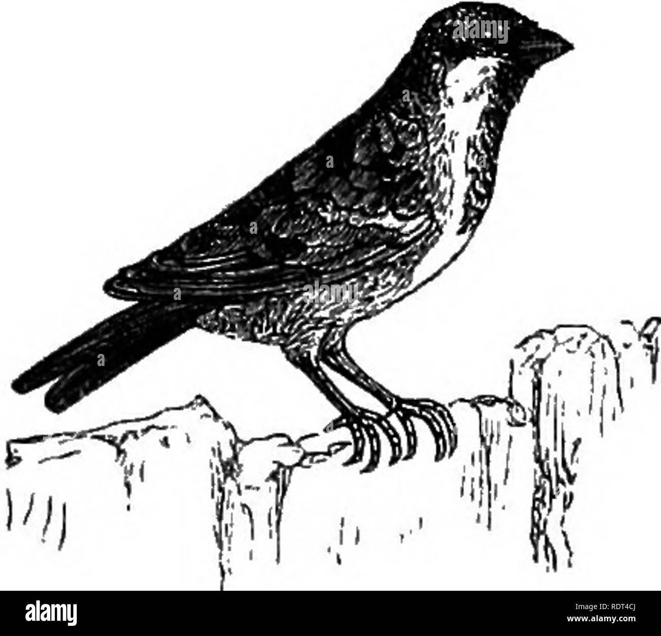 . Mon jardin, son plan et la culture en collaboration avec une description générale de sa géologie, de la botanique, et l'histoire naturelle. Le jardinage. Fig. tj6j -Verdier. L'irrépressible House Sparrow {Fringilla domestica, fig. 1170) vient parfois en grandes bandes, puis nous laisse à nouveau. Ils ne le jardin peu, le cas échéant, de dommages ; s'ils savent que le temps pour l'alimentation des volailles, quand ils viennent toujours vers le bas pour leur part.. Veuillez noter que ces images sont extraites de la page numérisée des images qui peuvent avoir été retouchées numériquement pour plus de lisibilité - coloration et l'apparition de ces illustrations peuvent ne pas pe Banque D'Images