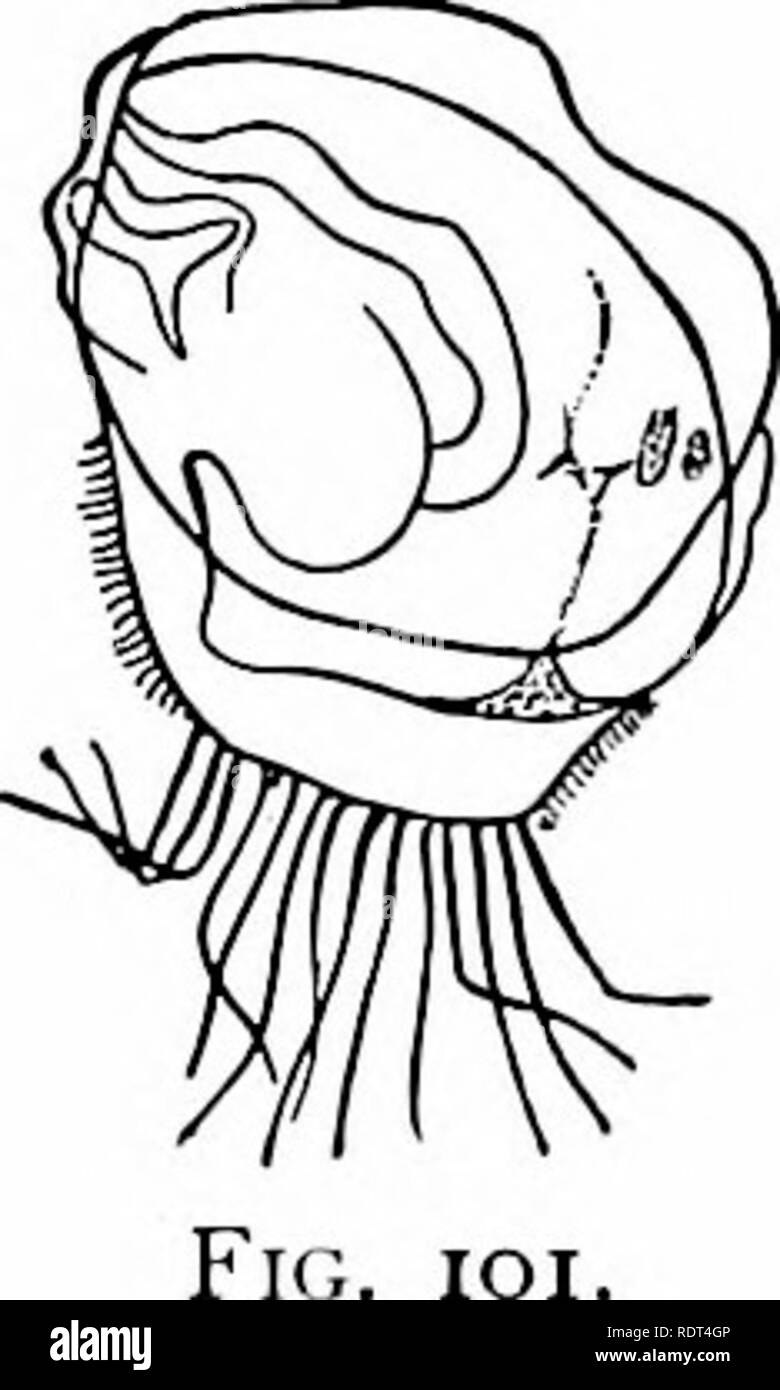 . Premières leçons en zoologie. Zoologie. FlG. lOO. Fig. ioo.-L'huître américaine, l'Ostrea j&gt;irginiana. (Un tiers de la taille naturelle ; après l'pliotograph Pynclion par W. H. C..) Fig. ioi.-Les jeunes huîtres. (Largement intensifié ; après Krooks.) répressifs nom de coquilles de mer. Tous ces animaux, qui avec l'eau douce les moules et l'étang et des escargots et des limaces composent le Alollusca Direction générale de, sont douces, sac-comme corps, pas construit sur le plan d'émettre comme les étoiles de mer ni sur le plan segmenté comme les insectes, mais sur le plan bien illustré par l'escargot. Le corps est protégé par une coquille de carbonate li Banque D'Images
