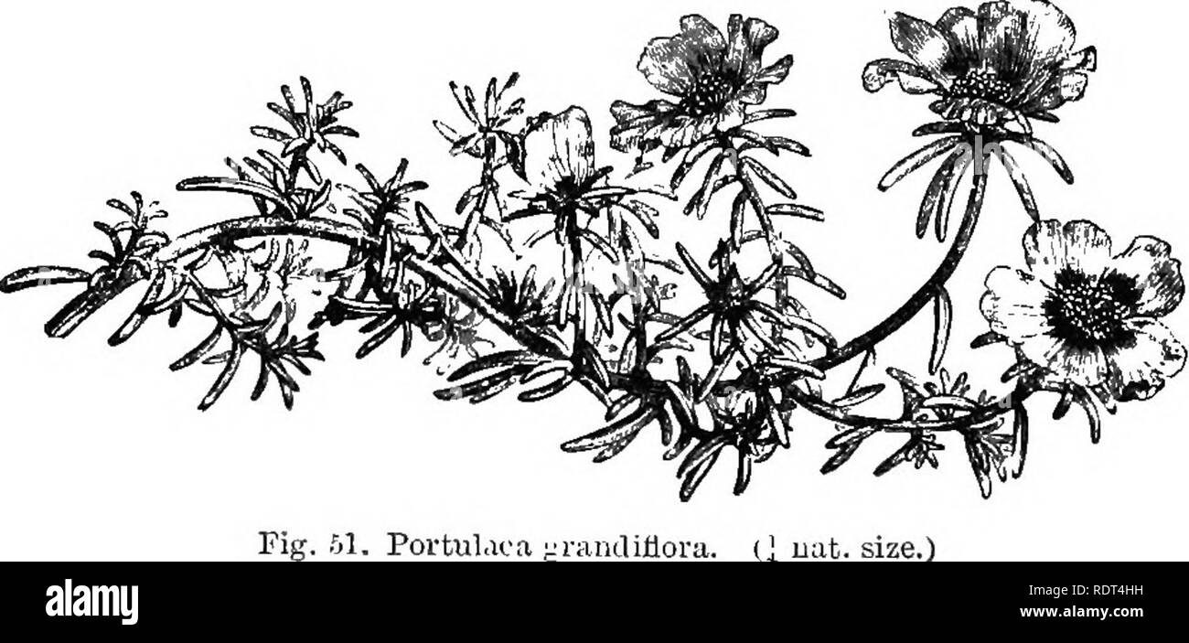 . Handbook of hardy (arbres, arbustes, plantes herbacées et ... Fondé sur le travail de MM. Decaisne et Naudin ...intitulé 'Manuel de l'amateur des jardins, y compris l'original et des gravures sur bois de Riocreux et Leblanc. Plantes, plantes ornementales. 74 CaryophyllecE Cerastimn-. G. triviale, C. glomeratum, et Stellaria inedia, mouron des oiseaux, une usine de proches alliés, sont extrêmement jardin commun et le maïs - Domaine des mauvaises herbes. Stellaria Holostea est une haie peren- nial de dispersion faible habitude, avec de grandes fleurs blanc pur avoir pétales profondément lobées. Oedeb PORTULACEiE-XVIII.. Une petite commande de dwarf ofte Banque D'Images