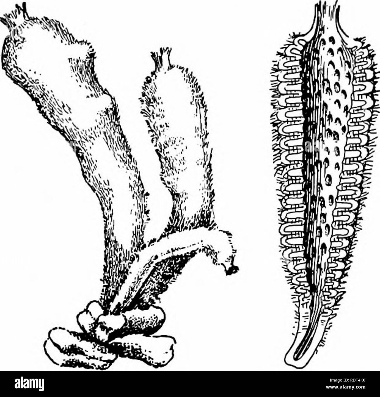 . Premières leçons en zoologie. Zoologie. Animaux marins : ÉPONGES, ANÉMONES DE MER, ETC. 125 vivants devraient, si possible, d'examiner certains spécimens préservés dans le cadre de la brève compte. Les parties dures de l'éponges, oursins de mer, des étoiles de mer, et les coraux, et divers coquillages de mer, sont des curiosités, et peut être trouvé dans la chambre de quelqu'un dans presque chaque ville. Éponges.-une baignoire ou de l'ardoise est simplement l'éponge skel- eton, ou une partie de celui-ci, d'une éponge animal. Dans la vie de tous ce squelette est ou non commerçante couverte par une masse dure, doux de l'éponge la chair. Les éponges sont fixes, sauf lorsque de très jeunes, quand Banque D'Images