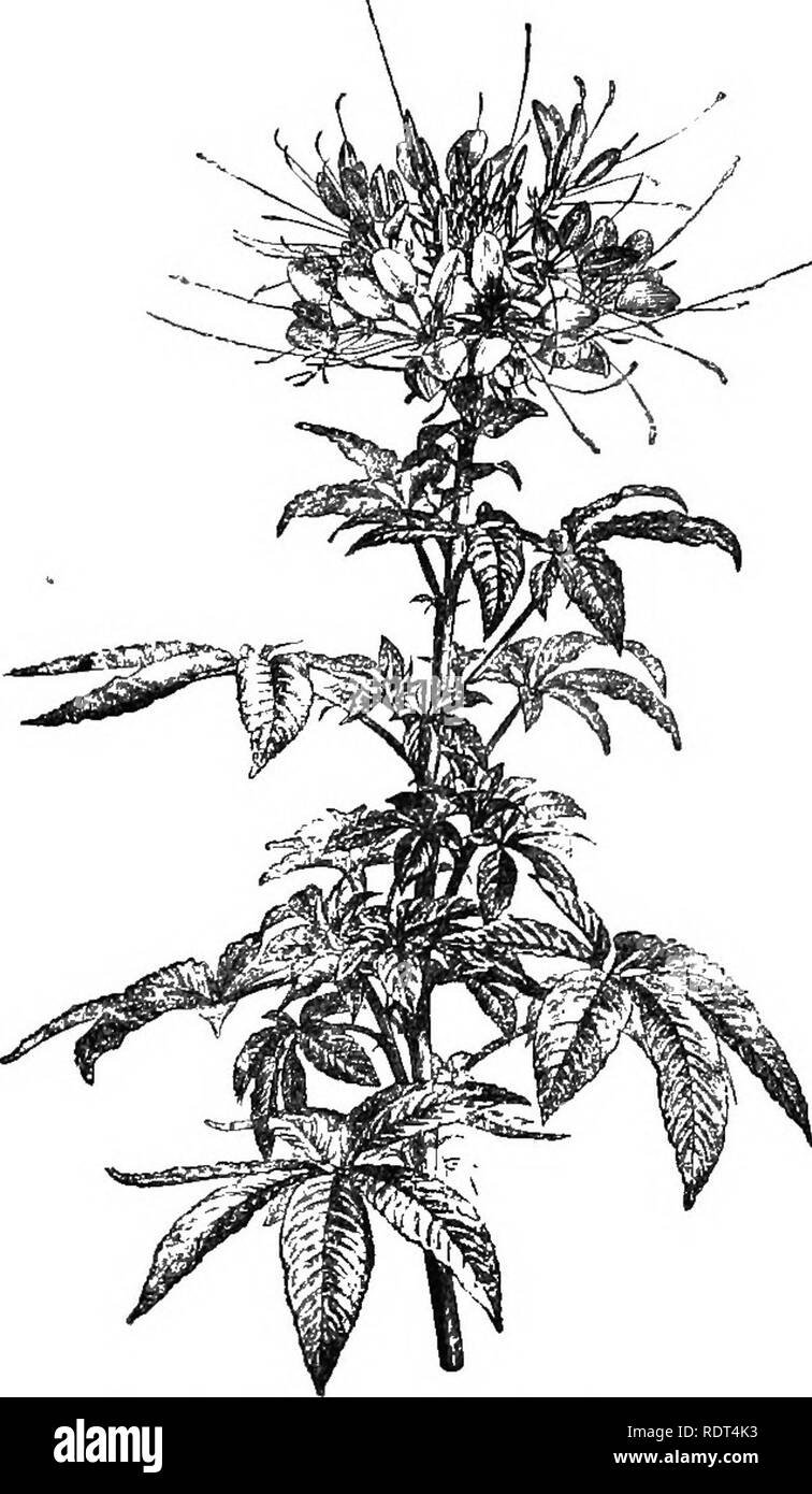 . Handbook of hardy (arbres, arbustes, plantes herbacées et ... Fondé sur le travail de MM. Decaisne et Naudin ...intitulé 'Manuel de l'amateur des jardins, y compris l'original et des gravures sur bois de Riocreux et Leblanc. Plantes, plantes ornementales. 54-CapparidecB Cleome. voyante, blanc, jaune ou violet, est obscure.. Fig. 40. Cleome spinosa. (J nat. taille.) l'étymologie du mot 1. C. spinosa (fig. 40).-c'est une main- certaines vivaces de l'Amérique du Sud, remarquable par la longueur et la persistance de ses sta- mens. Rose pétales de rose, tous orientés vers le haut. Une espèce d'offres. 2. C. rosea.-Un beau- tiful ann Banque D'Images