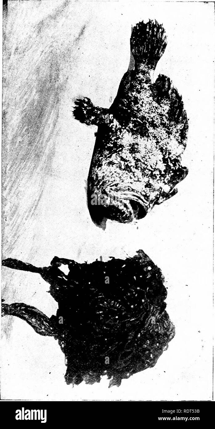 . Premières leçons en zoologie. Zoologie. Un nid d'oiseau, et d'autres maisons d'animaux 43 défend. Le saumon mâle scoops sur du gravier pour faire un nid peu profond, dans laquelle la femelle dépose ses oeufs, aftcr s f a. O.SJ m r. o. qu'il couvre les œufs. Les mâles de l'espèce de poisson-tuyau et les hippocampes recevoir les oeufs de la femelle. Veuillez noter que ces images sont extraites de la page numérisée des images qui peuvent avoir été retouchées numériquement pour plus de lisibilité - coloration et l'aspect de ces illustrations ne peut pas parfaitement ressembler à l'œuvre originale.. Kellogg, Vernon L. (Vernon Lyman), 1867-1937. New York, H. Banque D'Images