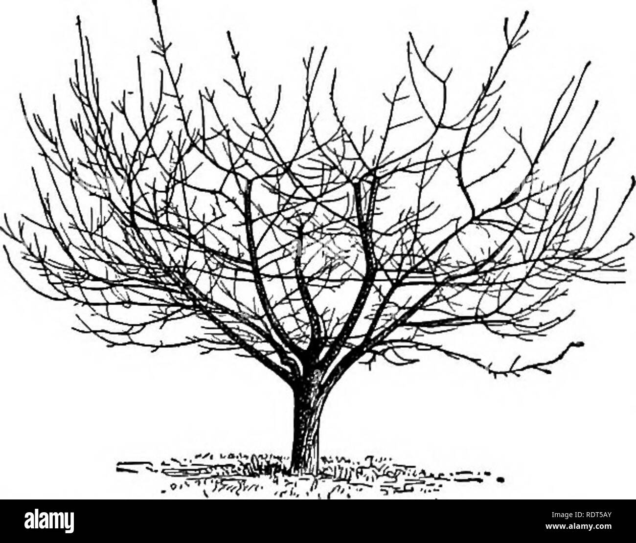 . Les principes de l'arboriculture fruitière, avec des applications à la pratique. La culture de fruits. Fig. 80. 10-year-old apple tree négligées. Le Connecticut. Fig. 87 la cerise (en fleurs) mais avec plus de branches principales que nécessaire. Fig. 88 est un verger dans le Wyoming. Fig. 89 montre une duchesse de apple orchard en portant à Ottawa, Ontario. Ce qu'il faut supprimer. L'émondeur devrait supprimer les parties inutiles et superflues, dâ eau - les germes, la faiblesse des straggly hmbs, malades et gravement blessé des membres, au moins un des membres inférieurs lorsque deux cross et rub, pendaison membres inférieurs qui sont beaucoup dans la voie, l'un des membres inférieurs, et séparer en mal Banque D'Images