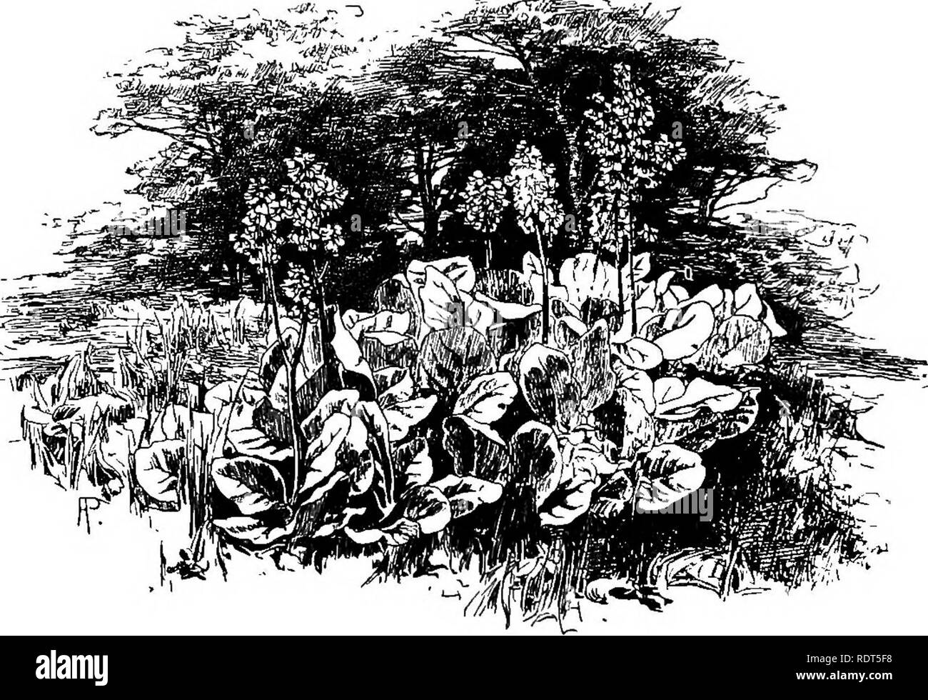 . Le jardin sauvage, ou la naturalisation et l'ensemble naturel des plantes exotiques rustiques avec un chapitre sur le jardin de la fleurs sauvages. Jardins, fleurs sauvages. 2IO Le jardin sauvage, Muscari Narcisse. Omithogalum. Fansies. Grande pervenche (petite). Phlox, en var. Coquelicot. et de Primrose. Ruscus aculeatus. » RacemosQS. SciUa. La symphorine. Le sceau de Salomon. Stachys lanata. Syringa persica. Syringa vulgaris. Tritoma. La violette. Weigela rosea. Aconit d'hiver. Woodruff. Yucca Gloriosa. Listes, cependant, et des considérations de la sorte au-dessus, sont un mauvais substitut pour ce qui est vraiment nécessaire dans de tels cas - le Banque D'Images