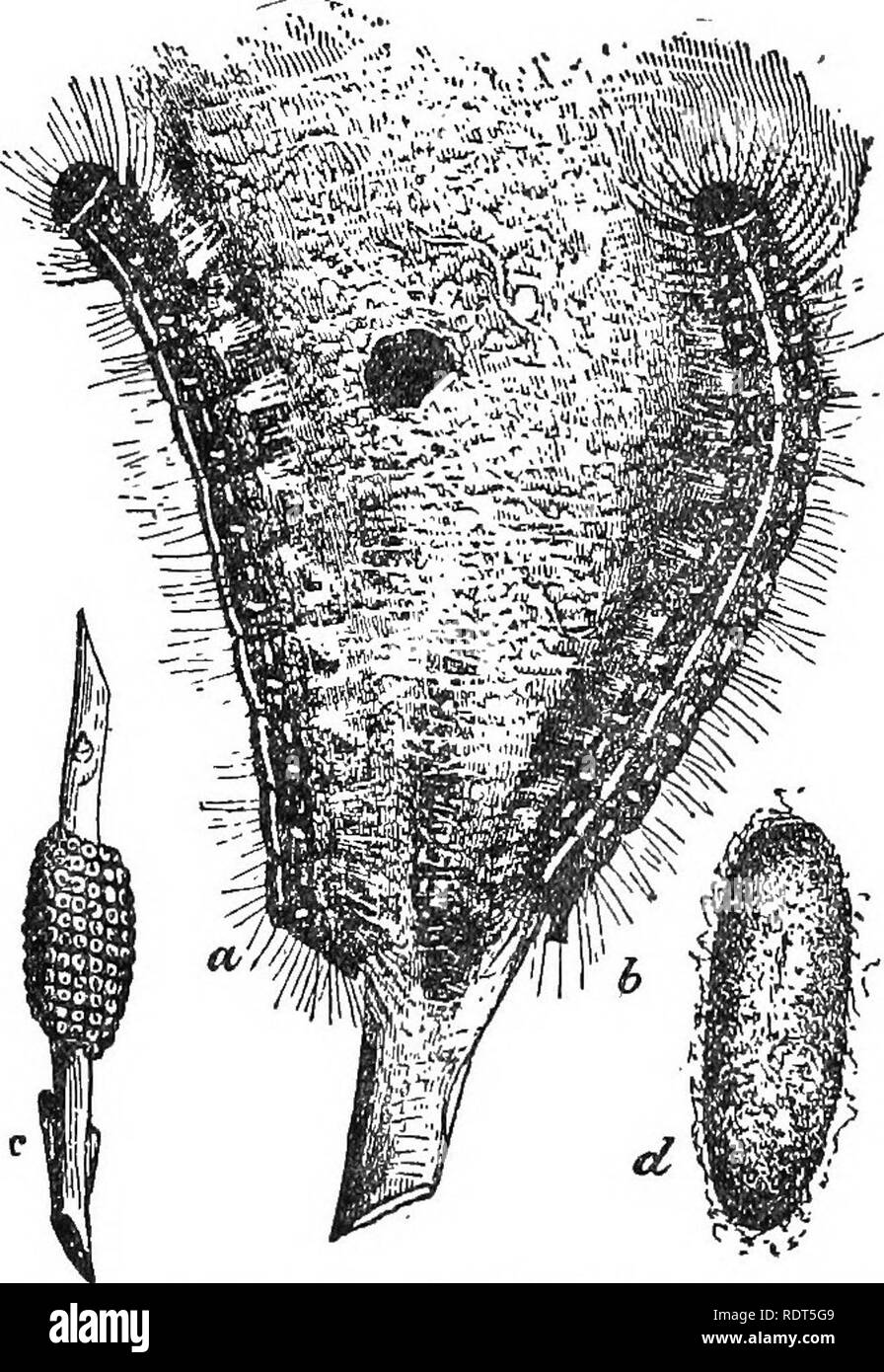 . La culture des fruits d'amateur. Un guide pratique de la culture de fruits pour la maison et le marché. Écrit avec référence particulière aux régions froides. La culture de fruits. THB APPLE. Le temps orageux, et généralement lorsqu'il n'est pas l'alimentation. Ils viennent généralement hors de leur nid une fois le matin et une fois dans l'après-. Fic, liZ.-Début de la livrée du verger, a, h. Uaterpillars reposant sur la tente-comme nid, c, anneau de tike Tnass oeufs on twig ; d^ cocoon, midi à nourrir. Ils sont très vorace, et bientôt l'arbre infesté de bande de son feuillage. Ils changent de papillons de nuit (Fig. 64) en juin et bientôt commencer d'oeufs de pose Banque D'Images