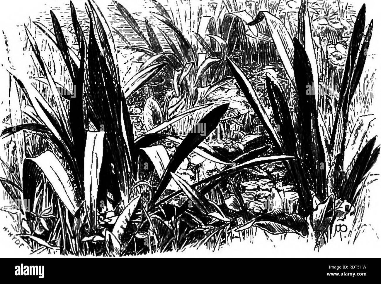 . Le jardin sauvage, ou la naturalisation et l'ensemble naturel des plantes exotiques rustiques avec un chapitre sur le jardin de la fleurs sauvages. Jardins, fleurs sauvages. i6o Le jardin sauvage des positions qu'il dure beaucoup plus longtemps que sur le sol de niveau, et devient une plante vivace longévive avec une base arbustives. Se développe à un rythme soutenu sur de vieux ponts, des banques, de la craie de fosses, et sur les tas de pierre. Knap, Centaurea.âVigorous ou vivaces plantes annuelles, rarement aussi jolies que les plantes semées en automne de notre maïs bleue (Ch. Cyanus). Ils sont à peine assez important pour que les frontières ; d'où le jardin sauvage est l'endroit pour eux. Parmi les Banque D'Images
