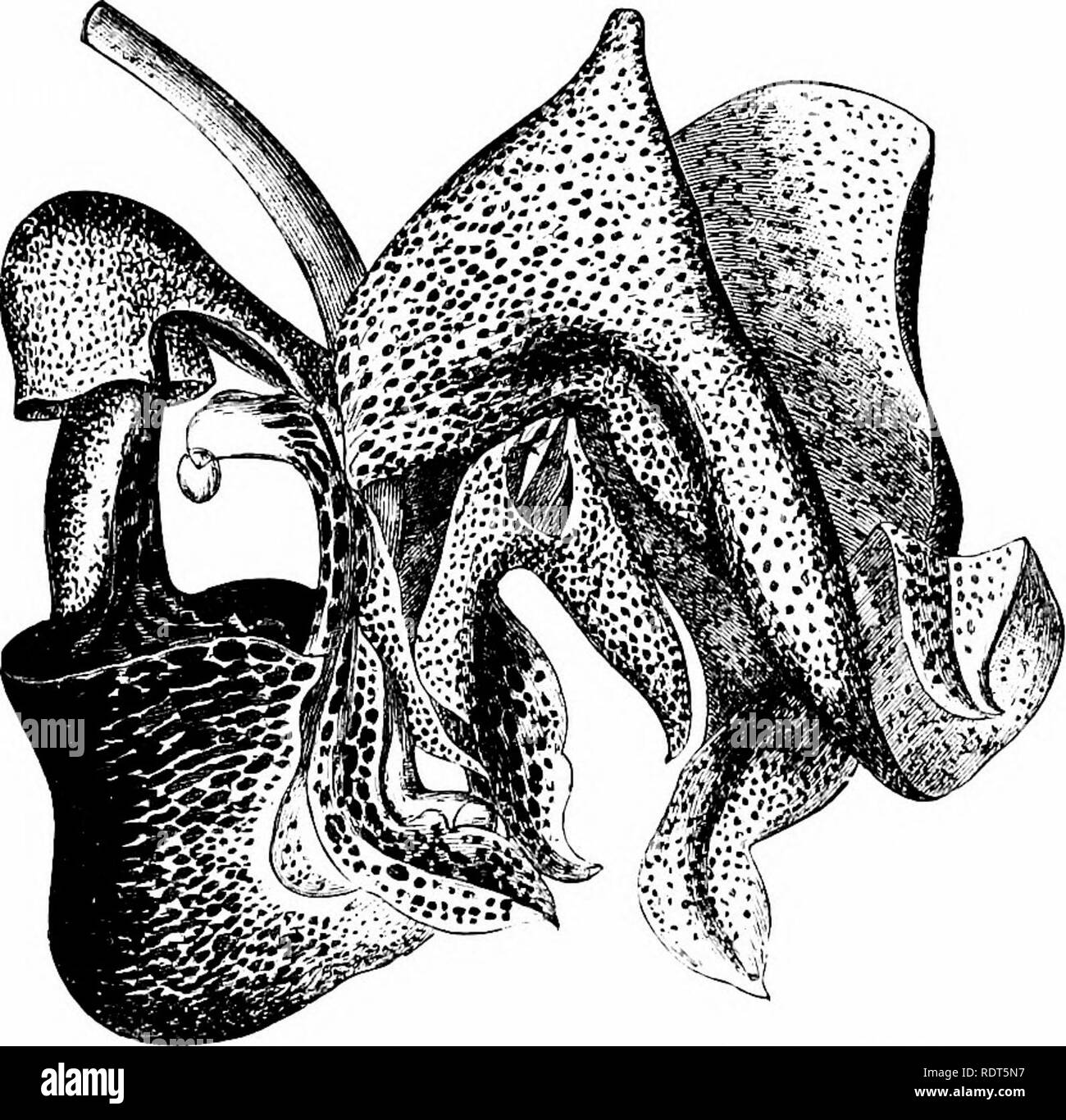 . L'orchid-Grower's Guide, contenant des descriptions des meilleures espèces et variétés de plantes cultivées orchidaceous ... Les orchidées. 214 orchid-Grower's Guide. Ch. MACROCORYS Ilolfe,. - Un chai-mino ; espèces avec des fleurs délicatement teinté, qui est dit à ressembler à Stanliopeas quelque peu en couleur. Le capot est beaucoup plus allongée que dans les autres espèces de ce genre, tandis que la cavité de la pochette est très petit. Les fleurs sont jaune-verdâtre pâle, couverte de nombreuses petites taches brun-rougeâtre et de rayures, tandis que l'intérieur de la sacoche est couvert de taches plus grandes de la même couleur Banque D'Images