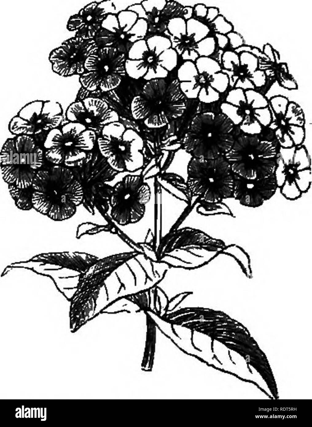 . Mon jardin, son plan et la culture en collaboration avec une description générale de sa géologie, de la botanique, et l'histoire naturelle. Le jardinage. 230 mon jardin. jamais ornent un jardin. Certaines des fleurs sont crayonnés délicatement à mon esprit exquis. Il y a plusieurs espèces en culture. Toutes les plantes décrites jusqu'à décorer le jardin au printemps et en été ; mais pour la fin de l'été et au début de l'automne en fleurs nous devons avoir recours aux plantes phloxes, dahlias, roses trémières, et les chrysanthèmes. Il y a une période de l'année où les fleurs sont rares, comme dans la deuxième quinzaine d'août et la fin de septembre. À thi Banque D'Images