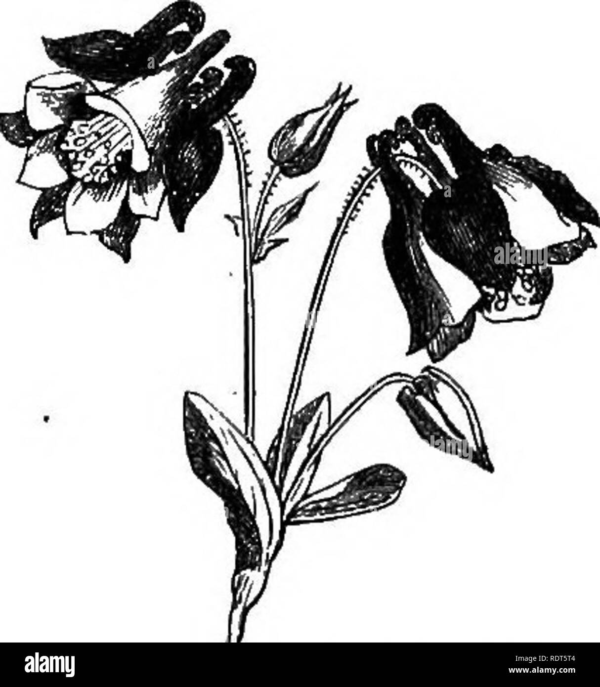 . Mon jardin, son plan et la culture en collaboration avec une description générale de sa géologie, de la botanique, et l'histoire naturelle. Le jardinage. Les plantes vivaces. 239 frontière, car il nécessite peu ou pas de difficulté dans sa culture. Toute amende variété peut facilement être multiplié par bouturage. Les fleuristes, la dignité des types avec des noms qui ne sont ni enregistrement, ni d'une valeur s'engageant à la mémoire. L'Aquilegia vulgaris, ou de l'Ancolie (fig. 445), est une belle plante, qui peut être développé à l'oc- casionally comme un seul individu. Trois ou quatre dans un jardin sont suffisantes. Il y a beaucoup de variétés et de plusieurs espèces de aquilegia. Delphini Banque D'Images