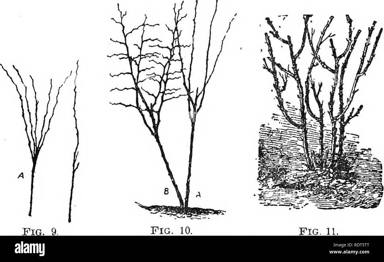 . La culture des fruits d'amateur. Un guide pratique de la culture de fruits pour la maison et le marché. Écrit avec référence particulière aux régions froides. La culture de fruits et BLACKEERKIES KASPBEBKIES. iO. fruit win être beaucoup plus grande et l'usine va produire comme fruit autant que si tous les cannes sont restées toute leur longueur. Le paillage.-La première année pas de pailler est nécessaire ; mais la deuxième saison, dès la mi-juin, les rangs doivent être broyés pour deux pieds de chaque côté avec du foin, de la paille ou des déchets, ou avec ce qui est encore mieux, le trèfle vert couper quand en fleurs et mis sur deux pouces de profondeur. Ce dernier est l'esp Banque D'Images