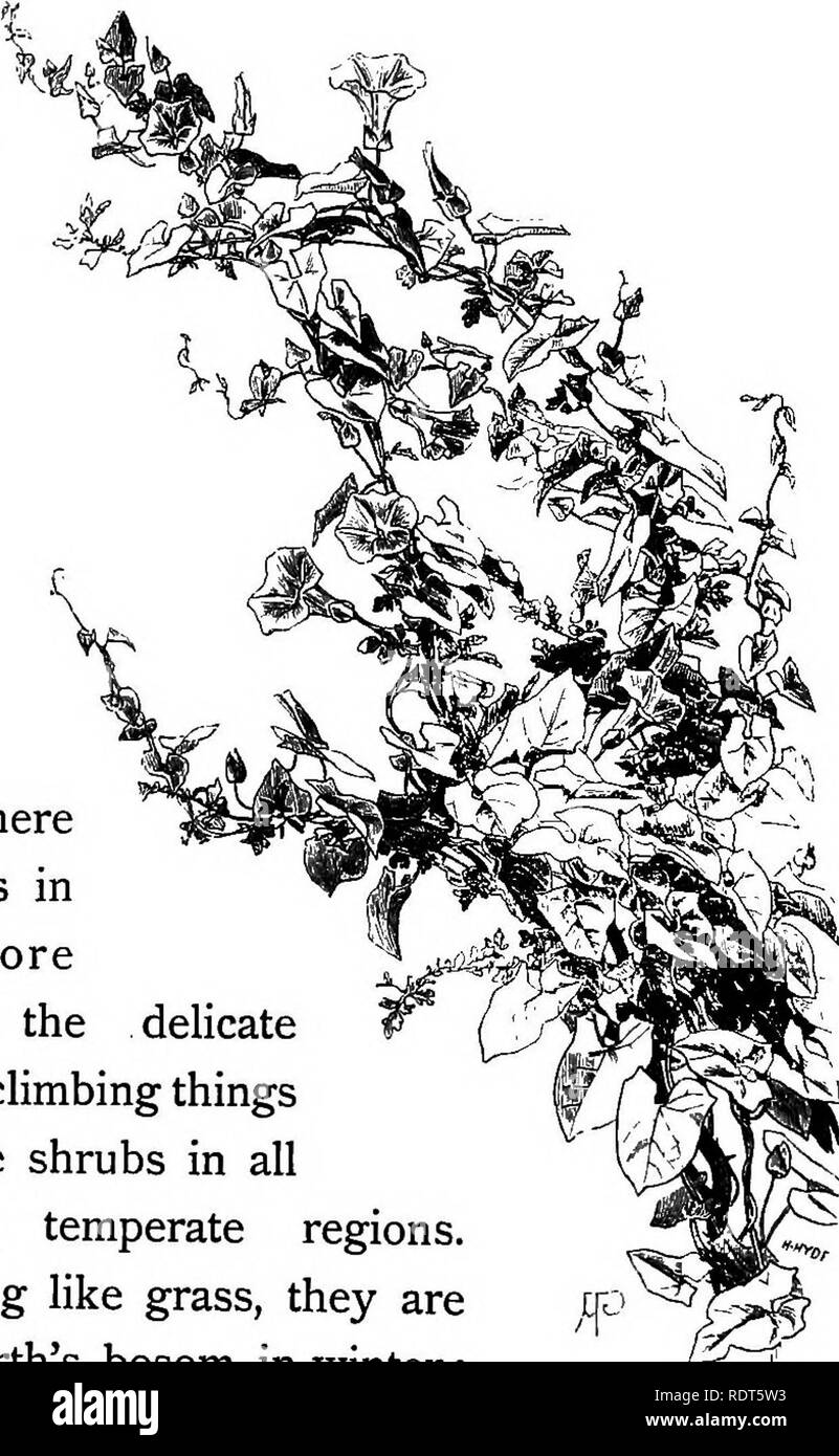 . Le jardin sauvage, ou la naturalisation et l'ensemble naturel des plantes exotiques rustiques avec un chapitre sur le jardin de la fleurs sauvages. Jardins, fleurs sauvages. 50 Le jardin sauvage verdure. Wild roses, pourpres, vesce, jloneysuckle et Virgin's Bower, grimper au-dessus de plus petits, mais non moins joli, wildlings, et, jetant le voile de la vie gracieuse sur la haie, nous rappellent la vie végétale dans l'épais- ste des arbustes bas sur l'Alpine mea- dows. Côté de la plus belle comme- aspects de Al- pine fleurs, il y a peu de choses dans l'usine et la vie plus belle que la délicate des remplages des choses d'escalade Banque D'Images
