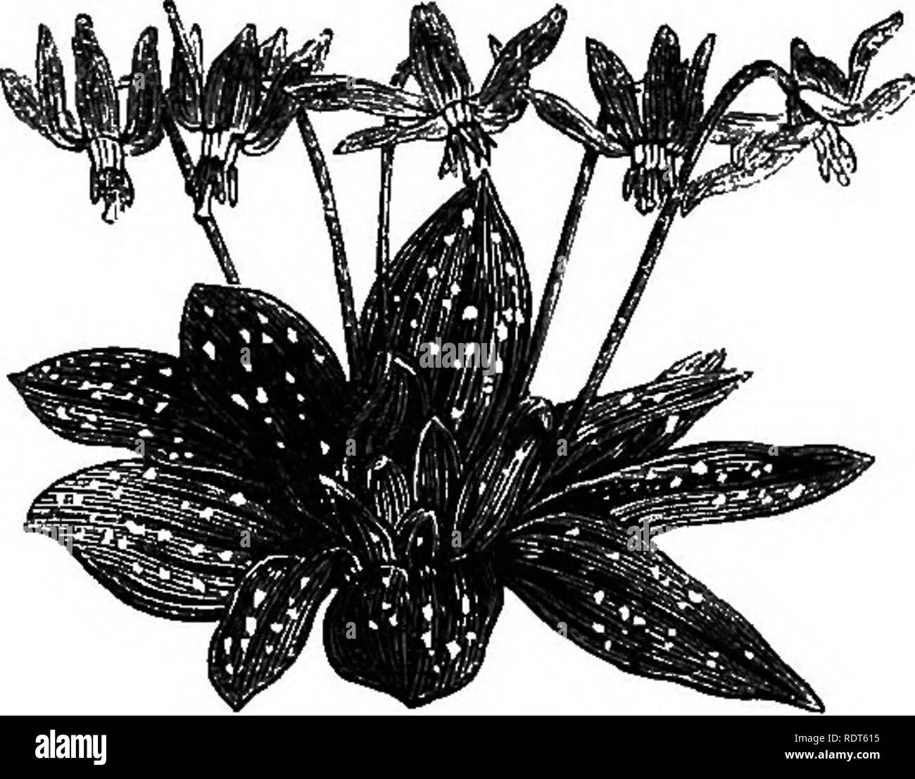 . Mon jardin, son plan et la culture en collaboration avec une description générale de sa géologie, de la botanique, et l'histoire naturelle. Le jardinage. Fig. 406.-Summer Snow-flake. sa place. Le grand secret de la culture avec ces derniers, comme avec d'autres bulbes, est de les planter et de les laisser tranquille. La D,og-tooth Violet (Erythroninm Dens cams, fig. 407) est une autre fleur de printemps agréable .au début, de l'Europe du Sud. Il docs ne se développera pas. Fig. 407.-Dog-todth Violet.. Veuillez noter que ces images sont extraites de la page numérisée des images qui peuvent avoir été retouchées numériquement pour plus de lisibilité - coloration et apparition de t Banque D'Images