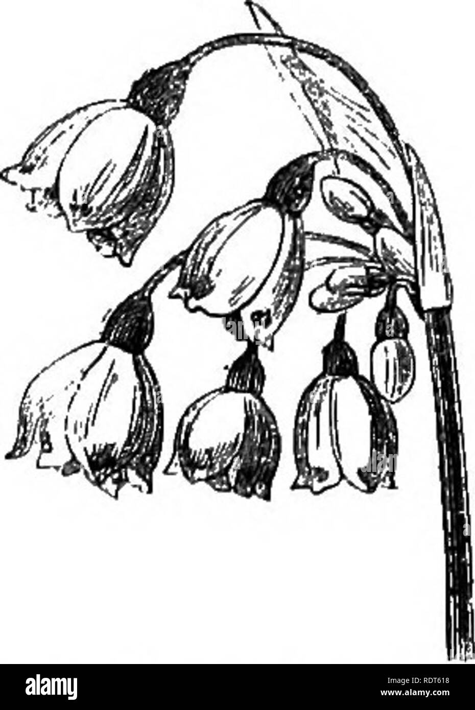 . Mon jardin, son plan et la culture en collaboration avec une description générale de sa géologie, de la botanique, et l'histoire naturelle. Le jardinage. ^â ' Ml- Fig. 405.âSpring SnoA'-bijmeij.. Fig. 406.âSummer Snow-flake. sa place. Le grand secret de la culture avec ces derniers, comme avec d'autres bulbes, est de les planter et de les laisser tranquille. La D,og-tooth Violet (Erythroninm Dens cams, fig. 407) est une autre fleur de printemps agréable .au début, de l'Europe du Sud. Il docs ne se développera pas. Veuillez noter que ces images sont extraites de la page numérisée des images qui peuvent avoir été retouchées numériquement pour plus de lisibilité - coloration et l'appe Banque D'Images