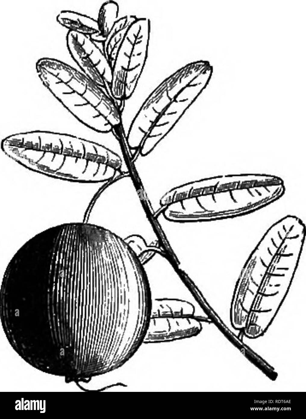 . Mon jardin, son plan et la culture en collaboration avec une description générale de sa géologie, de la botanique, et l'histoire naturelle. Le jardinage. La Cranberry. 205 mes expériences sur plusieurs années. La canneberge à gros fruits (fig. 389) est cultivé de façon satisfaisante à Hastings ; et en un seul lieu, en organisant une plate-forme sur une rivière, et à l'occasion d'inondations les plantes. Si les plantes sont trop humides qu'elles ne s'épanouir, et s'ils sont trop secs, ils ne réussissent pas. Leur croissance a été recommandé par Sir Joseph Banks. Pas de- spairing du succès final, j'ai fait trois autres plantations en 1871. J'ai bien peur que la température froide Banque D'Images