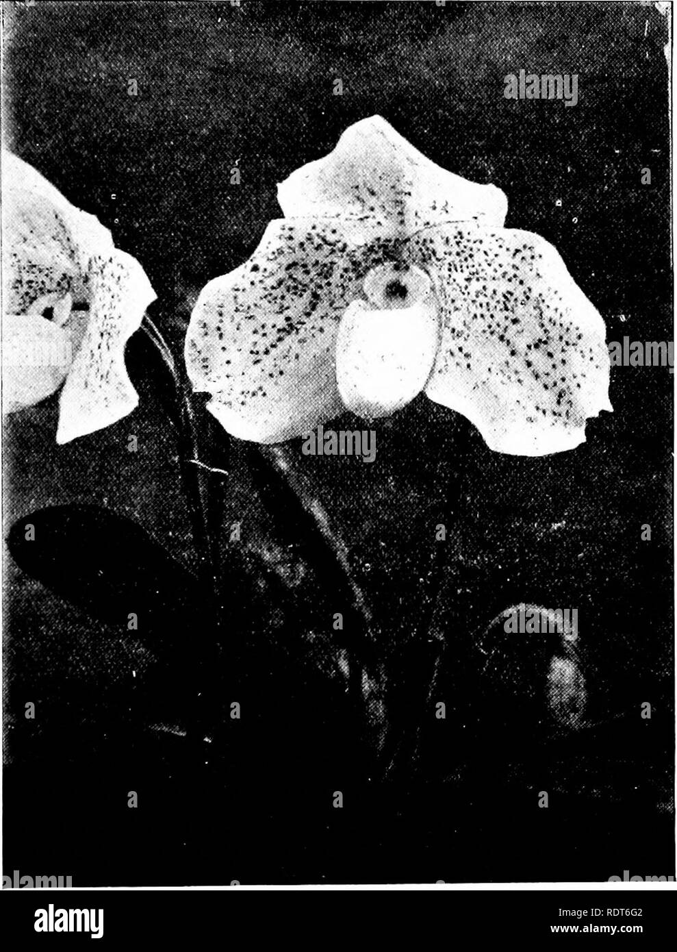 . L'orchid stud-book : une énumération des orchidées hybrides d'origine artificielle, avec leurs parents, des fonds, date de la première floraison, les références à des descriptions et des chiffres, et de synonymie. Avec une introduction historique et 120 figures et un chapitre sur l'hybridation d'orchidées et d'élever à partir de semences. Les orchidées. Partie 11.1 L'Orchidée stud-book. 197 C. x Mlle Rehder, G.C. 1899, ii, 96 ; O.K. 1899, 255.-Rehder. 484. P. x pycnopterum (Lowii x venustum ?).-Stein O. 481.-Veitch, 1876. C. X pycnopterum, G.C. 1876, i. 622 ; O.K. 1893, 39 ; c. l'homme. 0. iv. 96, 97. C. x porphyrospilum, G.C. 1879, ii. 489 O.R. 1893, Banque D'Images
