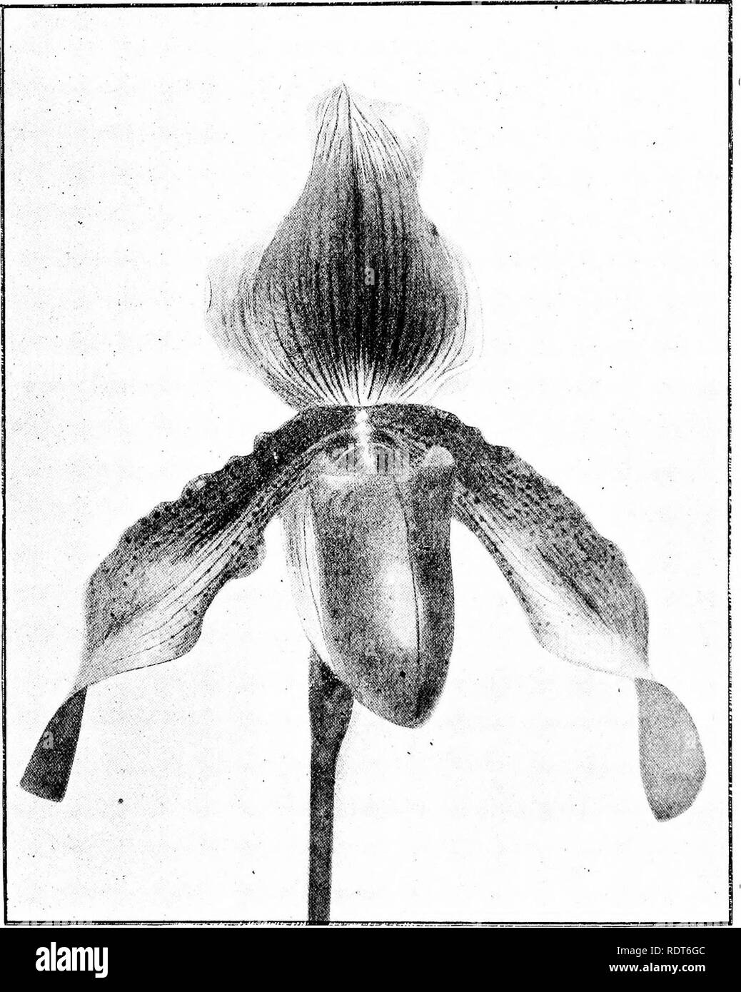 . L'orchid stud-book : une énumération des orchidées hybrides d'origine artificielle, avec leurs parents, des fonds, date de la première floraison, les références à des descriptions et des chiffres, et de synonymie. Avec une introduction historique et 120 figures et un chapitre sur l'hybridation d'orchidées et d'élever à partir de semences. Les orchidées. 194 L'Orchidée stud-book. [Deuxième partie. C. X pleistochlorum, G.C. 1887, ii, 552 ; O.R. 1893, 196 ; V.O.. iv. 95 : DayO. Tirage. Ii. t. 1. 466. P. X plumosum (barbatum xoenanthum).-Statter, 1895. C. x plumosum, G.C. 1895, ii 655 ; O.R. 1896, 30.. Fig. 71. J'APHIOPEDILUM PORPHYROCHLAMYS X. 467. P. X P Banque D'Images