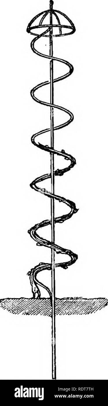 . Les parcs, promenades, &AMP ; Jardins de Paris, décrits et examinés en fonction des attentes de nos propres villes, et les jardins publics et privés. Jardins, Parcs. 366 LA PÊCHE COMME UN CORDON. Fig. 165. Des diverses modifications de la spirale le système cordon cordon mérite note. Le mérite est revendiquée pour elle qu'une plus grande longueur de la tige est protégé, et par conséquent que l'arbre n'est pas aussi susceptibles de souffrir d'heing confinée à une seule tige. Formé comme illustré par la Fig. 165, c'est joli, mais contre les murs qu'il n'a même pas le mérite. Le cordon en spirale isolé peut être formée à une galvani Banque D'Images