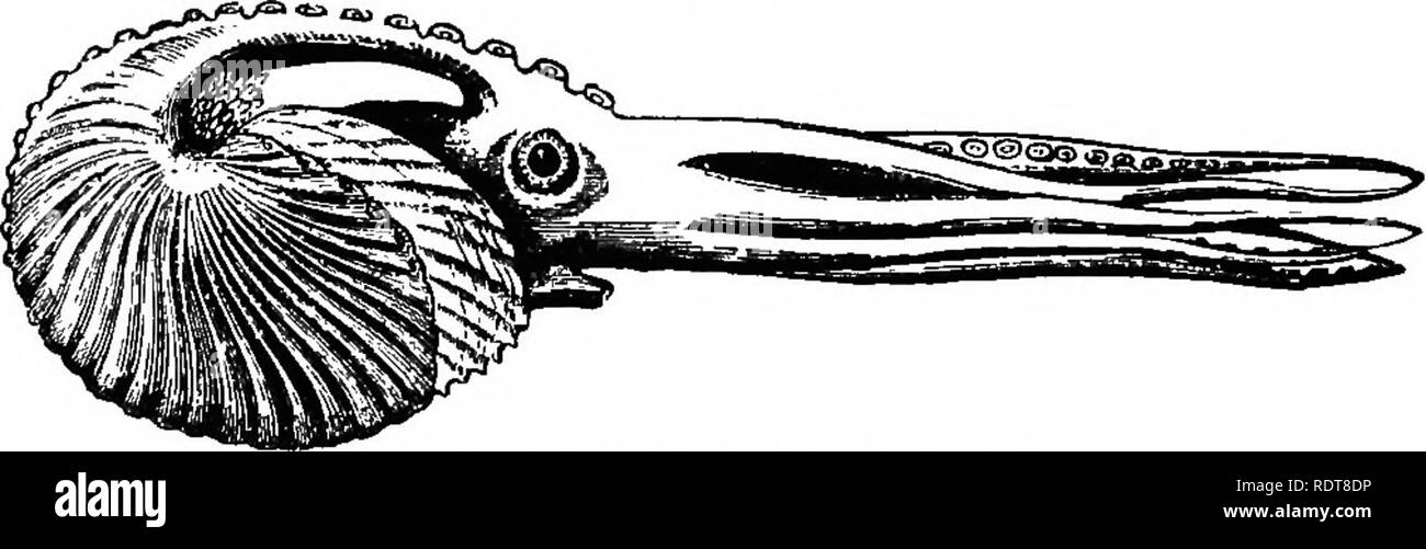 . Quatorze semaines en zoologie. Zoologie. BUBKINGDOM 242 mollusques. Moll' usca vera â TÊTE ET PIED PBESENT ; BL-LATÉRALEMENT STMMB FEBT- trique ; LE CHEF AROUN. Â Â je cours. Des céphalopodes. Onstmme latéralement- JE trique ; pied sous f Gasteropoda, LE CORPS ' CHEF ABSENT ; PIED ; Mil . J J TÊTE ET PIEDS olluscoidea. -J'y a liamellibranchlatat - Brachiopoda. Shell, dorsal et ventral. valvb Coriace, lit bébé- élastique ; 1 Tunlcata OU SIMPLE V. Composé. ) ; Comme la mousse. Polyzoa, CLASSE I. des céphalopodes. Caractéristiques générales. Â Les céphalopodes (chef- putois) ont des tentacules musculaire ou ar Banque D'Images