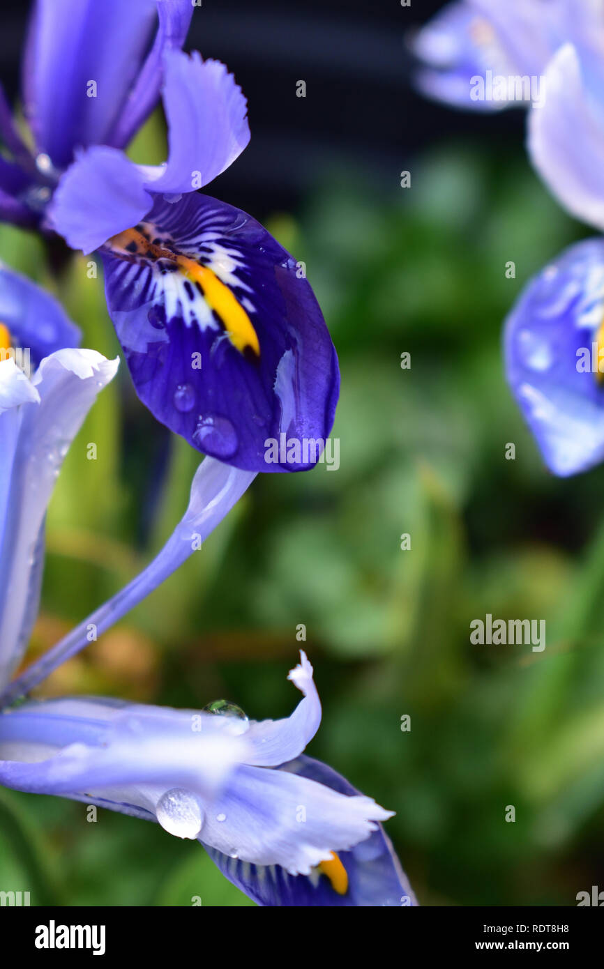 Fleur d'hiver Iris Banque D'Images