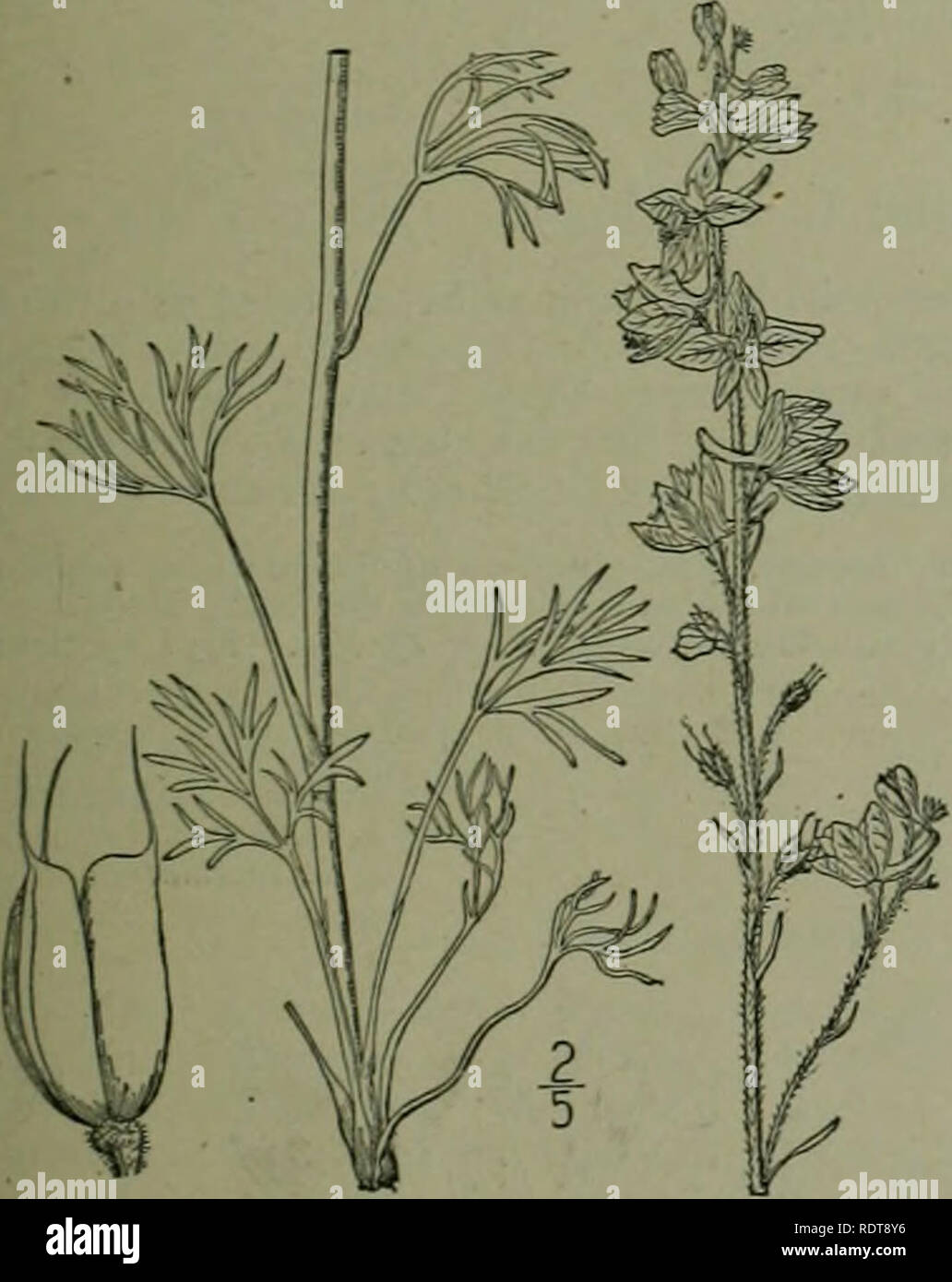 . Une flore illustrée du nord des États-Unis, le Canada et les possessions britanniques : de Terre-Neuve jusqu'au parallèle de la limite sud de la Virginie et de l'océan Atlantique à l'ouest jusqu'à la 102e méridien. La botanique. CROWFOOT FAMILLE. 95 4. Delphinium Nelsoni Greene. Nelson's Larkspur. F"ig. 1873. 1896. Delphinium Xelsoni Pittonia 3 Greene, puberulent finement, au moins au-dessus ; tige mince, simple, 8'-il° max d'un cluster de racines près de la surface du sol. L'entreprise laisse, plus pedately divisé en lobes linéaires ou segments. long-petioled, les pétioles sheathi Banque D'Images