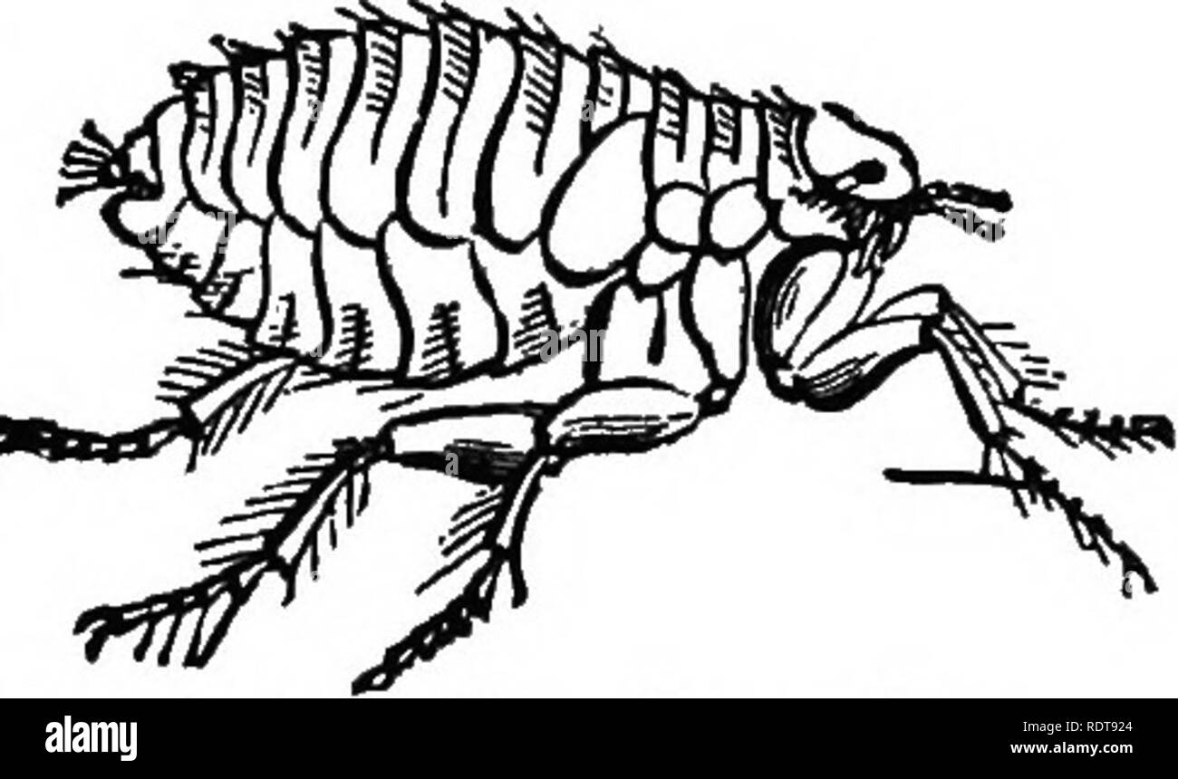 . Quatorze semaines en zoologie. Zoologie. INSEOTA Catégorie : à l'ordre des coléoptères. 215 Fig. 568. Pulicidae.-Les puces sont aptères. Dipters* Ils un- envoi une metamorpho- sis, et l'imago possède des ailes courtes. Leur peau dure, il est difficile de les écraser entre les doigts, alors que leur magnifique énergie musculaire leur permet de sauter deux cent fois leur longueur, et d'attirer une centaine de fois leur poids, f. Pulex irritans, Résiduelle humaine. L'ordre des coléoptères. Caractéristiques générales.-la. Veuillez noter que ces images sont extraites de la page numérisée des images qui peuvent avoir été 1 unité centrale numérique Banque D'Images