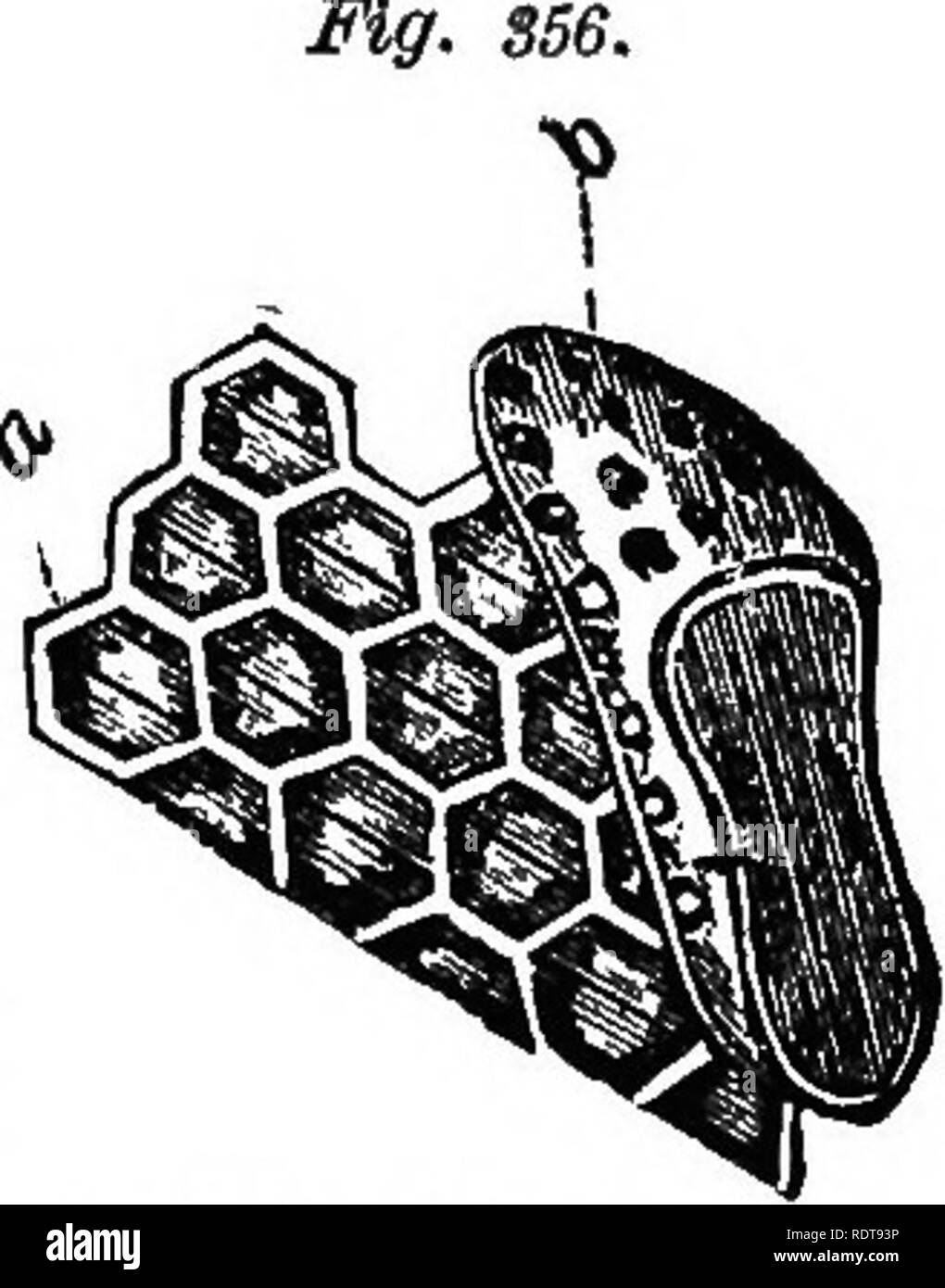 . Quatorze semaines en zoologie. Zoologie. OBDEK HTMBNOPTEKA Classe Insecta :. 307 abeilles de fermer les fissures dans leurs ruches, mystérieusement sont élaborés à partir de matériaux obtenus à partir de plantes. Les différentes classes d'abeilles sont éclos dans différentes cellules en forme, et nourris avec des aliments. pecu- menteur Les travailleurs et les drones ont cellules horizontales, qui diffèrent seulement en taille ; mais la reine-cellules sont plus grandes, vertical, et l'ouverture vers le bas. Lorsque la population devient trop importante, une partie émigrer (SWARM), accompagnée de la vieille reine.* Les humbles abeilles ont deux sortes de femmes-grandes et petites. Les oeufs de l'ex-prod Banque D'Images