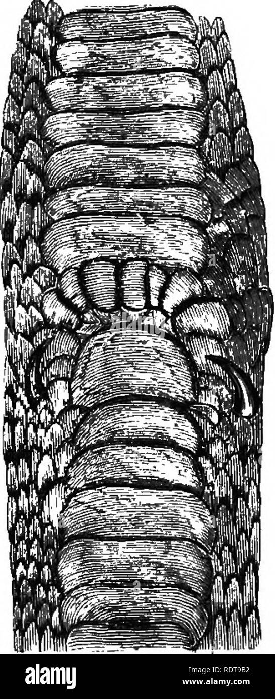 . Quatorze semaines en zoologie. Zoologie. Anaconda Boa. recoins de Anaconda. Boidse.-l'Anaconda Boa et de l'Amérique du Sud, et le Python de l'Afrique et les Indes, sont les plus grands ser- * Ce eerpent est également utilisé par enake-charmeurs, qui manipulent impunément .iiid font semblant de le jeter dans une léthargie et hring à wqt. " Le dessin de sa cage reptile ils irriteront il hy présentant un bâton. L'animal immédiatement érige la partie avant de son corps, gonfle son cou, ouvre ses mâchoires, étend sa langue fourchue, et commence à siffler. Puis une sorte de bataille commence entre le serpent un Banque D'Images