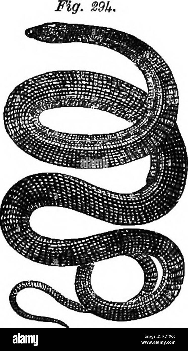 . Quatorze semaines en zoologie. Zoologie. Armiva sexlineata rayé, lézard, i. Ophisaurus. ventrdlis Serpent de verre. famille. Quand la peur, elle se contracte ses muscles afin de vio- lently que sa queue va se briser comme s'il était fragile. Ordre OPHIDIA. G eneral-caractéristiques.-serpents se distinguent par leur bouche dilatable et l'absence d'un sternum. Ils rampent à l'aide de l'élément mobile et sous les côtes, les jambes.* Les vertèbres sont reliées les unes aux autres et aux côtes * La méthode est facilement réalisé en permettant, l'un des genre tc non venimeux ramper sur la paume ou le dos de la main.. Veuillez noter Banque D'Images