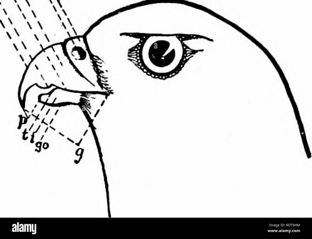 . Zoologie. Zoologie. ^^5. Fig. 242a.-chef d'un oiseau, ce, cere ; n, narine ; u, upper inaudible ; t, tomia ; rf, dent ; e, culmeu ; p, conseils de mandibules ; 2, en vertu de la mandibule ; rendez-vous^ gonys ; 9. la bouche,. Veuillez noter que ces images sont extraites de la page numérisée des images qui peuvent avoir été retouchées numériquement pour plus de lisibilité - coloration et l'aspect de ces illustrations ne peut pas parfaitement ressembler à l'œuvre originale.. Packard, A. S. (Alpheus Spring), 1839-1905. N. Y. , Holt Banque D'Images