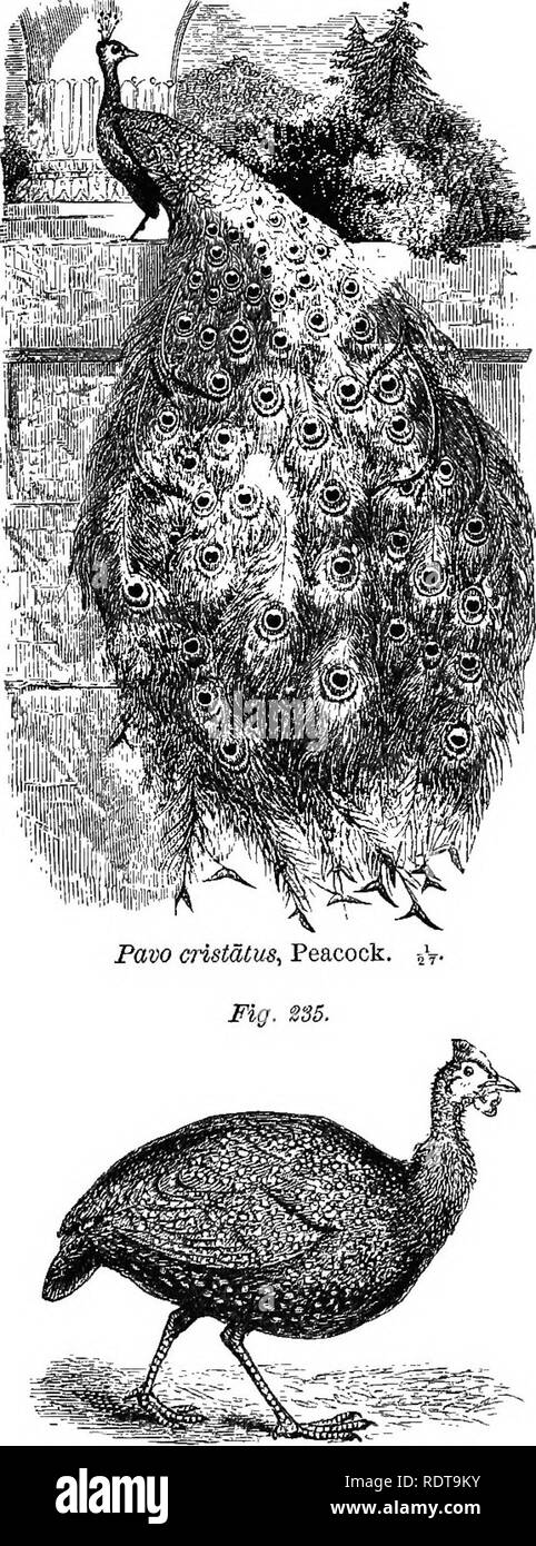 . Quatorze semaines en zoologie. Zoologie. 140 SUBKIKGDOM VEETBBEATA. alimentation dans des troupeaux de dix ou douze femelles pour un mâle. Comme j,^ la femelle ne quitte son nid, elle a répondu par l'est de Hutchins, homme, et donc elle est guidé pour sa com- panions. Phasianidse.-Le faisan est originaire d'Asie, mais certaines espèces se sont naturalisées dans les parcs des châteaux européens. L'Argus a ses secondaires, v^hich sont trois fois la longueur des primaires, ornement- ed avec rangées de teinté richement- "les yeux." Sa queue a deux plumes, si longtemps que, pendant que l'oiseau n'est que la taille d'une poule commune, son e Banque D'Images