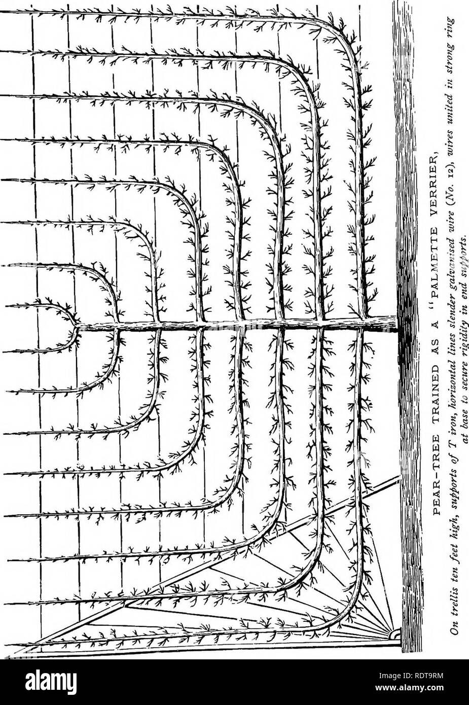 . Les parcs et jardins de Paris, considérée en relation avec les désirs des autres villes et des jardins publics et privés ; être notes sur une étude des Jardins de Paris. Jardinage ; Jardins ; Parcs nationaux. Chapitre XXIII.] la formation. 391 réprimer les parties supérieures de l'arbre d'ici l'été de chandelle. Le formulaire ici figuré, en commun avec l'ensemble des très grandes mur et l'espalier. arbres, prend beaucoup de temps. GiTen un mur 10 pi ou 12 pi. de haut, et 20 ft. ou 24 pieds de long, d'être couverts avec un arbre ^ T) AF. Veuillez noter que ces images sont extraites de la page numérisée des images qui peuvent avoir été retouchées numériquement pour re Banque D'Images