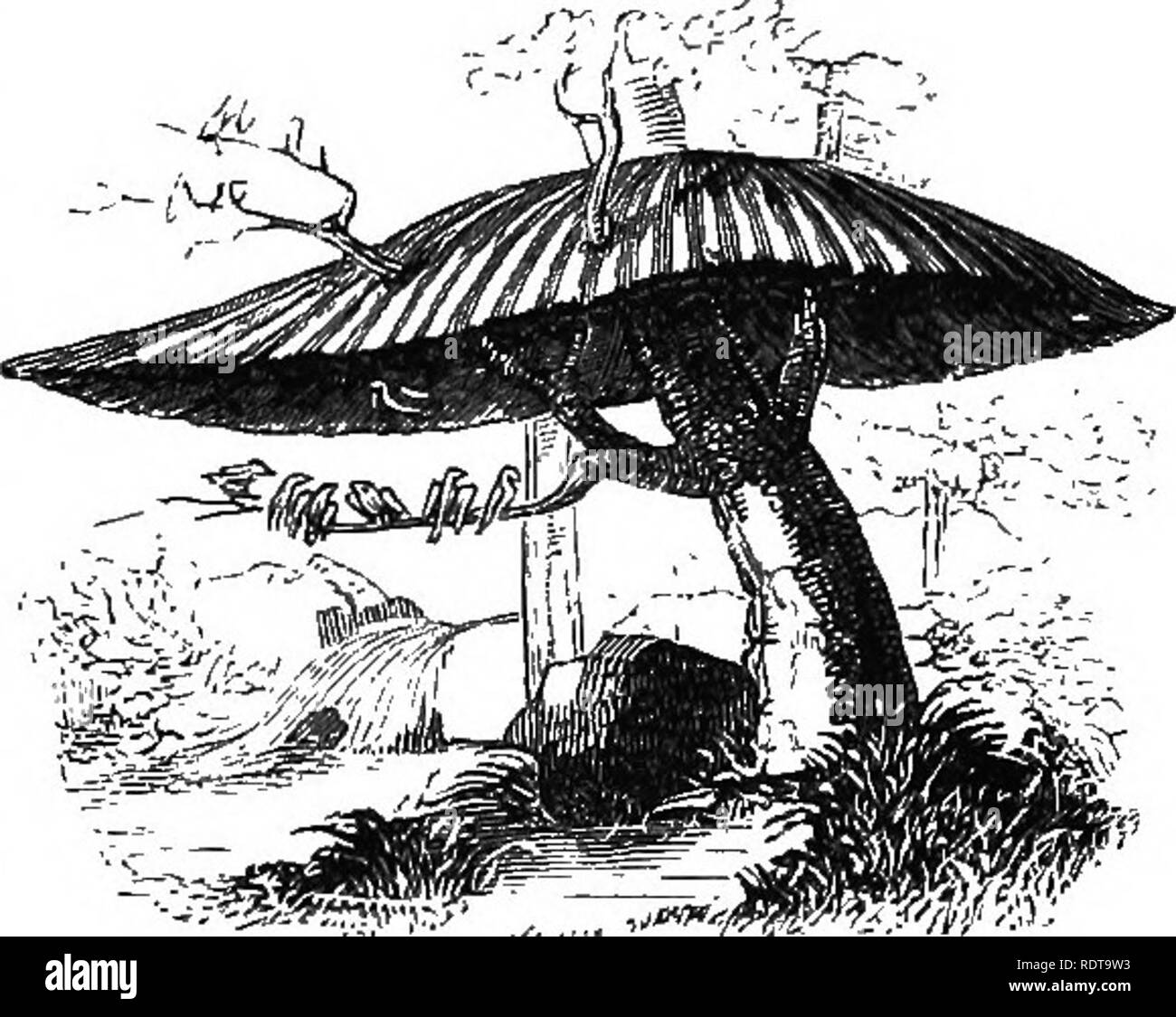 . Quatorze semaines en zoologie. Zoologie. évitant le chasseur, semblant détecter d'un coup d'oeil la Fig. ws. différence entre une personne va tranquillement à ses affaires et d'un " à mis- chef d'entreprise." Le Geai bleu est agréable, le plumage est dans un contraste saisissant avec la rigueur de ses notes chanson ordinaire. Si irritable et querelleur, il a été dompté et enseigne à prononcer certains mots. Il est d'un grand service en V .Jk Sa^^^^B planter les graines des arbres forestiers et en dévorant, au cours de l'hiver- mer fils, les œufs de la tente destructrice- Caterpillar. Des Ploceidae.-l'Weaver-oiseaux sont Acy Banque D'Images