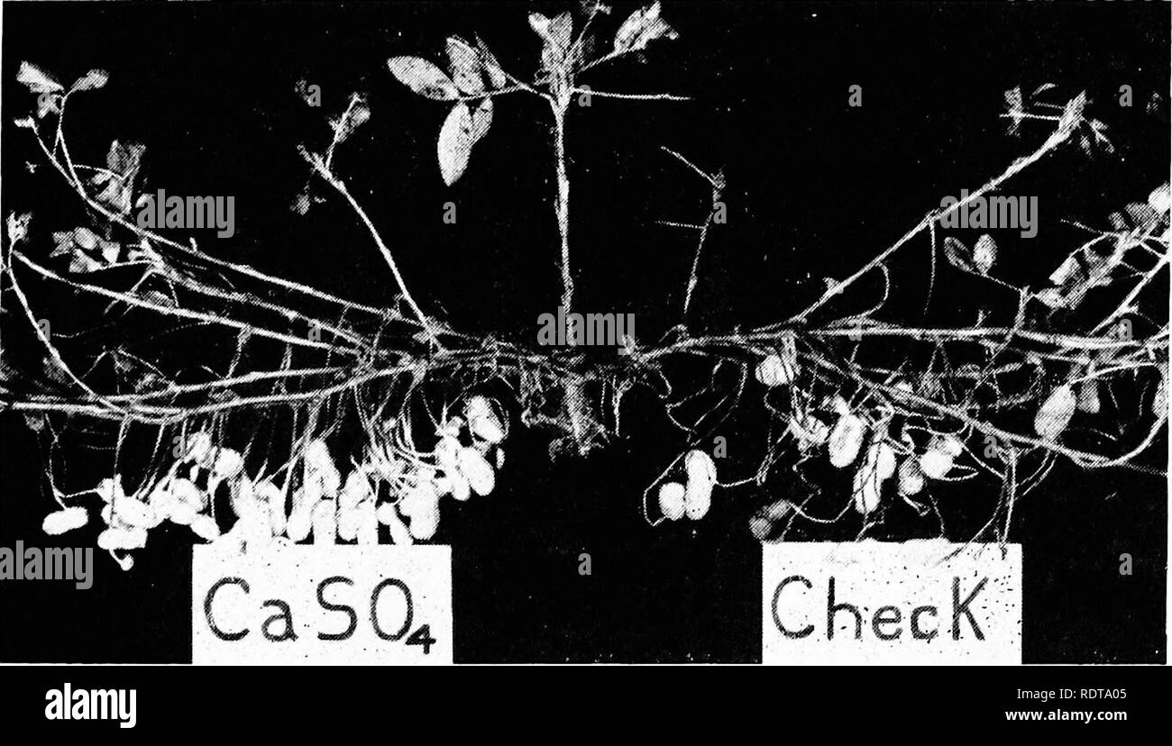 . L'arachide, la légumineuse imprévisibles ; un symposium. Arachides, arachides. La fertilité du sol 143 ficient les quantités sont normalement transférés Ã les gynophores pour assurer les noyaux bien développé. Les études ont également prouvé que le calcium peut être absorbé directement par la gousses en développement et ont indiqué que pour un bon développement du noyau il est très important qu'une offre suffisante de calcium présents dans la zone dans laquelle les fruits sont formés. En utilisant une technique dans laquelle le porteur d'un côté de l'usine pourrait "patère" dans un milieu et le fruit de l'autre côté de la Banque D'Images