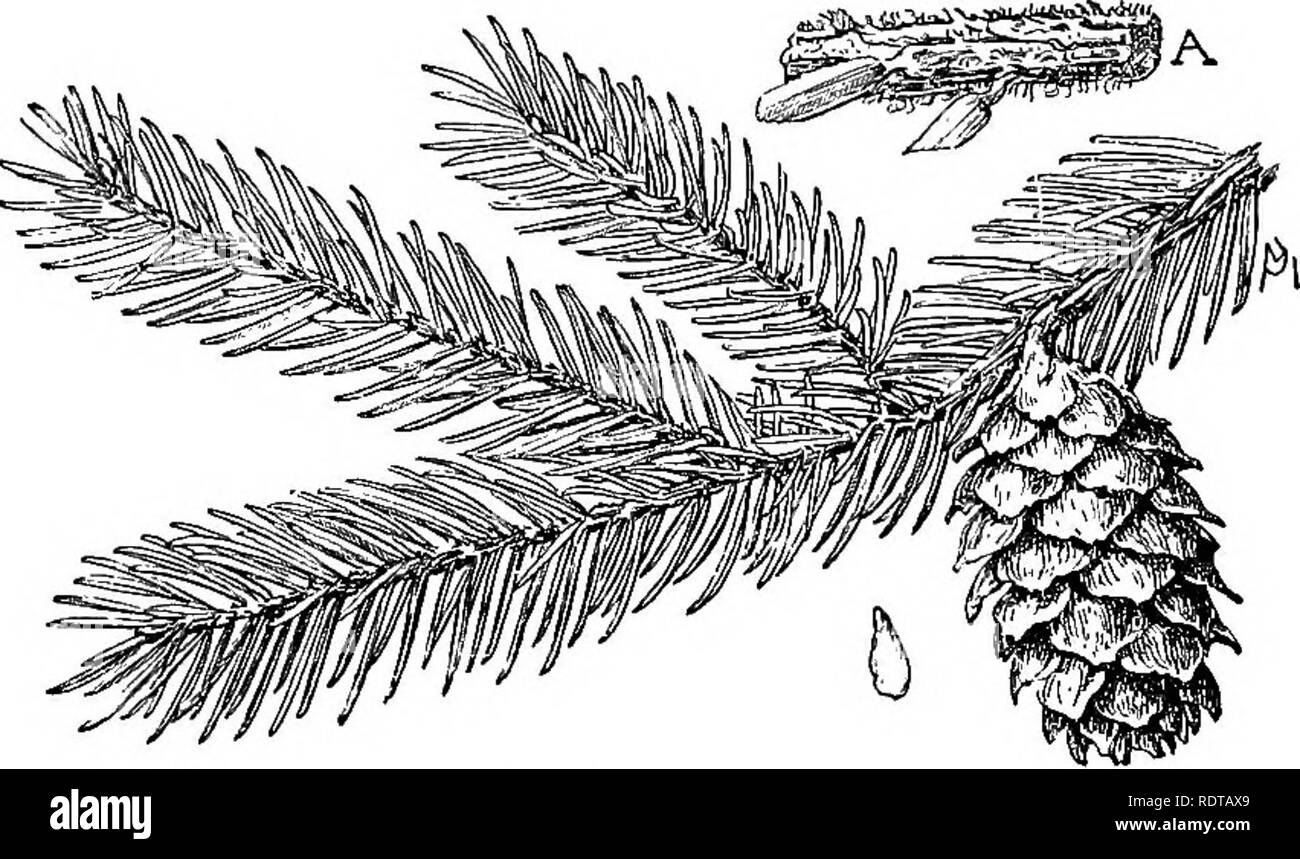 . Connaître les arbres et leurs feuilles . Les arbres. L'ÉPINETTE, ETC. 287 dans la forêt et d'un travail de destruction a être- canon qui avant de nombreuses années, vous occasion jamais- regret durable parmi ceux dont les intérêts sont étroitement liés à cette partie du pays. L'épinette noire. Le jeune est souvent de l'Épinette noire Picea nigra blanchâtre. Violet - Vert ou vert-olive foncé uniforme (pas bleu), sans aucun effet de bloom. L'aiguille est forte, quatre côtés, slenderer que celle de l'épinette rouge, droite ou courbe, en tant que. L'épinette noire. le cas, et pousse souvent à proximité de la tan- tige de couleur ; les anciennes tiges, Banque D'Images