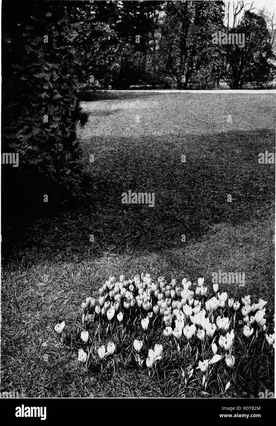 . De plus en plus mon jardin. Le jardinage. Plate VII. "Mars est passant pop ouvrir soudainement. Les crocus sont à Ukely (voir page 44.). Veuillez noter que ces images sont extraites de la page numérisée des images qui peuvent avoir été retouchées numériquement pour plus de lisibilité - coloration et l'aspect de ces illustrations ne peut pas parfaitement ressembler à l'œuvre originale.. McFarland, J. Horace Horace (Jean), 1859-1948. New York, The Macmillan Company, Londres, Macmillan & Co., Ltd ,. Banque D'Images