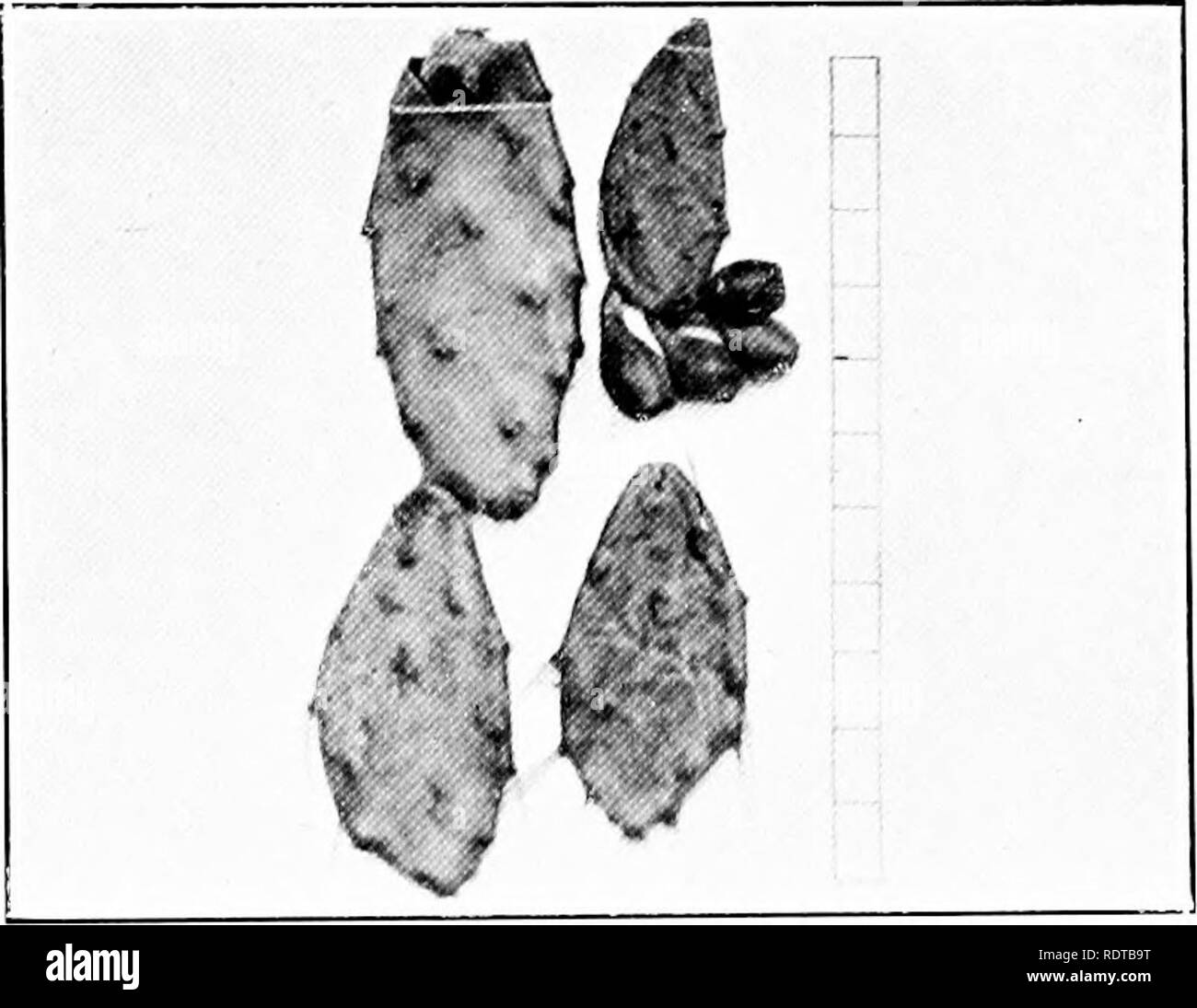 . Rapport de la Commission de la figue de Barbarie en déplacement. 1er novembre, 1912-30th avril, 1914. Figuiers de Barbarie. Cochon. 64.-0. iJiJlnni. Toncrifl&Lt ;', Îles Canaries. C'est le ravageur de l'vSimtherii Iiulia poire, et est satisfaite witli elsewliere mauvais ce pays mais à un h'ss mesure.. Yity. 65. Quelques segments et fruit de la "poire" wliicli du Pendjab, dans son appearaneo générale ressemble à la poire de ravageurs du Queensland. (Seah' en pouces.). Veuillez noter que ces images sont extraites de la page numérisée des images qui peuvent avoir été retouchées numériquement pour plus de lisibilité - coloration et l'aspect de ces illustrati Banque D'Images