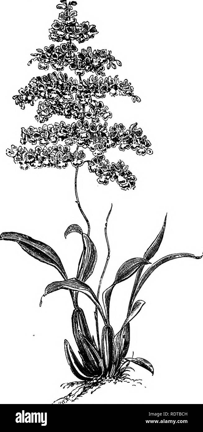 . L'orchid-Grower's Guide, contenant des descriptions des meilleures espèces et variétés de plantes cultivées orchidaceous ... Les orchidées. Sur l'CIDIUM. G0.7 et oblongues-lanccolato feuilles, télévision et fixé à la hampe florale, qui porte des fleurs en hochant charmant tho racèmes simples, rarement en panicules. Les sépales et les pétales sont ovales, et ensemble avec tho connées sépales sont latérales, couleur rose, et la lèvre cordato-panduriform, dilaté et à l'apex bilobée, rougeâtre-pourpre repéré avec Deep Purple. Les fleurs sont produites dans le mois du printemps, et prennent beaucoup de temps à la perfection. Il y a beaucoup de varie Banque D'Images