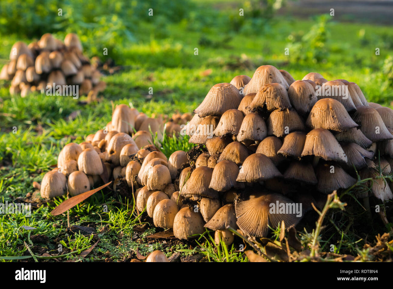 Des grappes de patronymie micaceus champignons poussant sur un pré, baie de San Francisco, Californie Banque D'Images