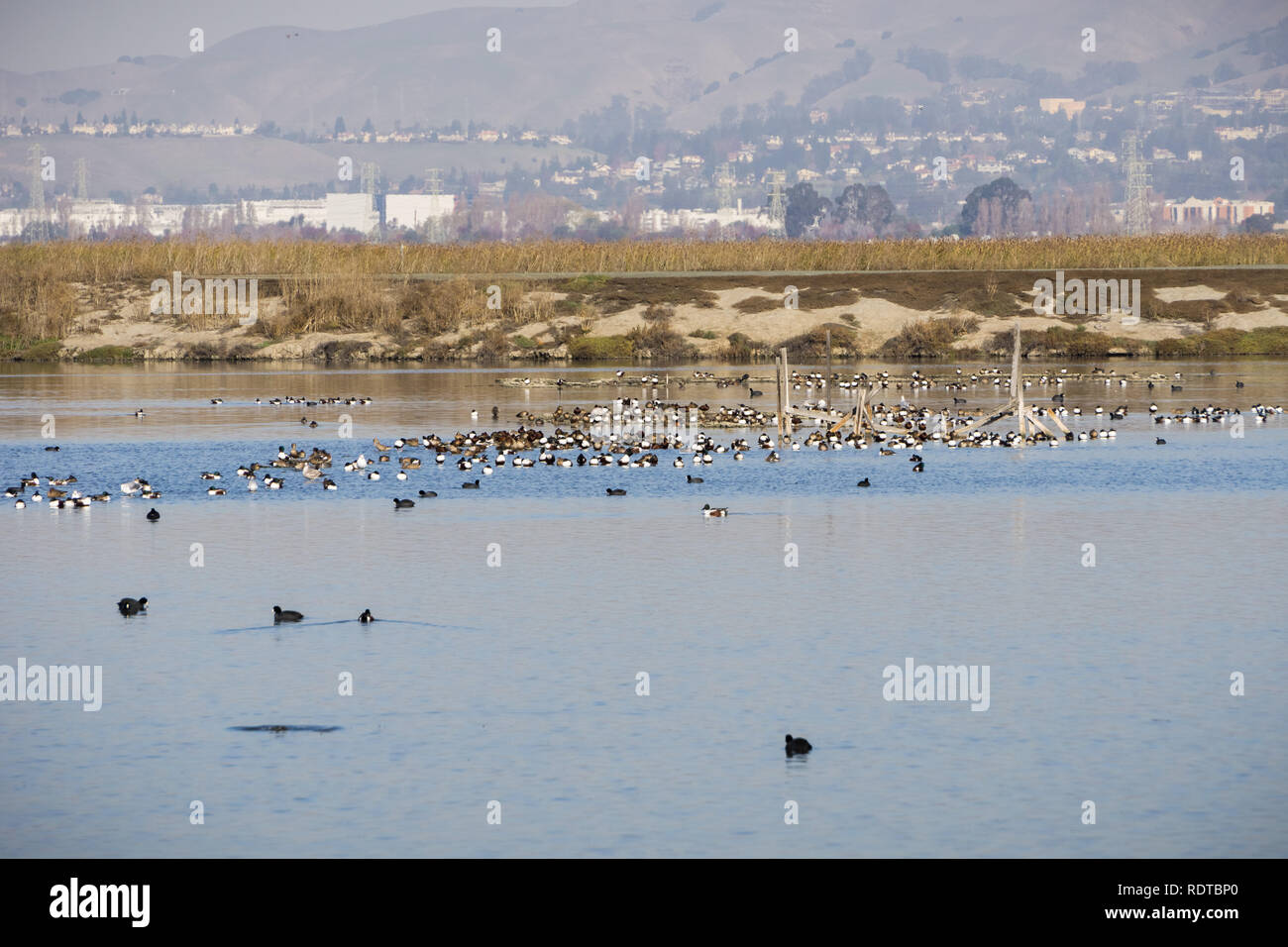 Le Canard souchet canards se reposant dans les eaux du sud de San Francisco bay, Alviso, San Jose, Santa Clara County, maisons et immeubles de Fremont dans t Banque D'Images