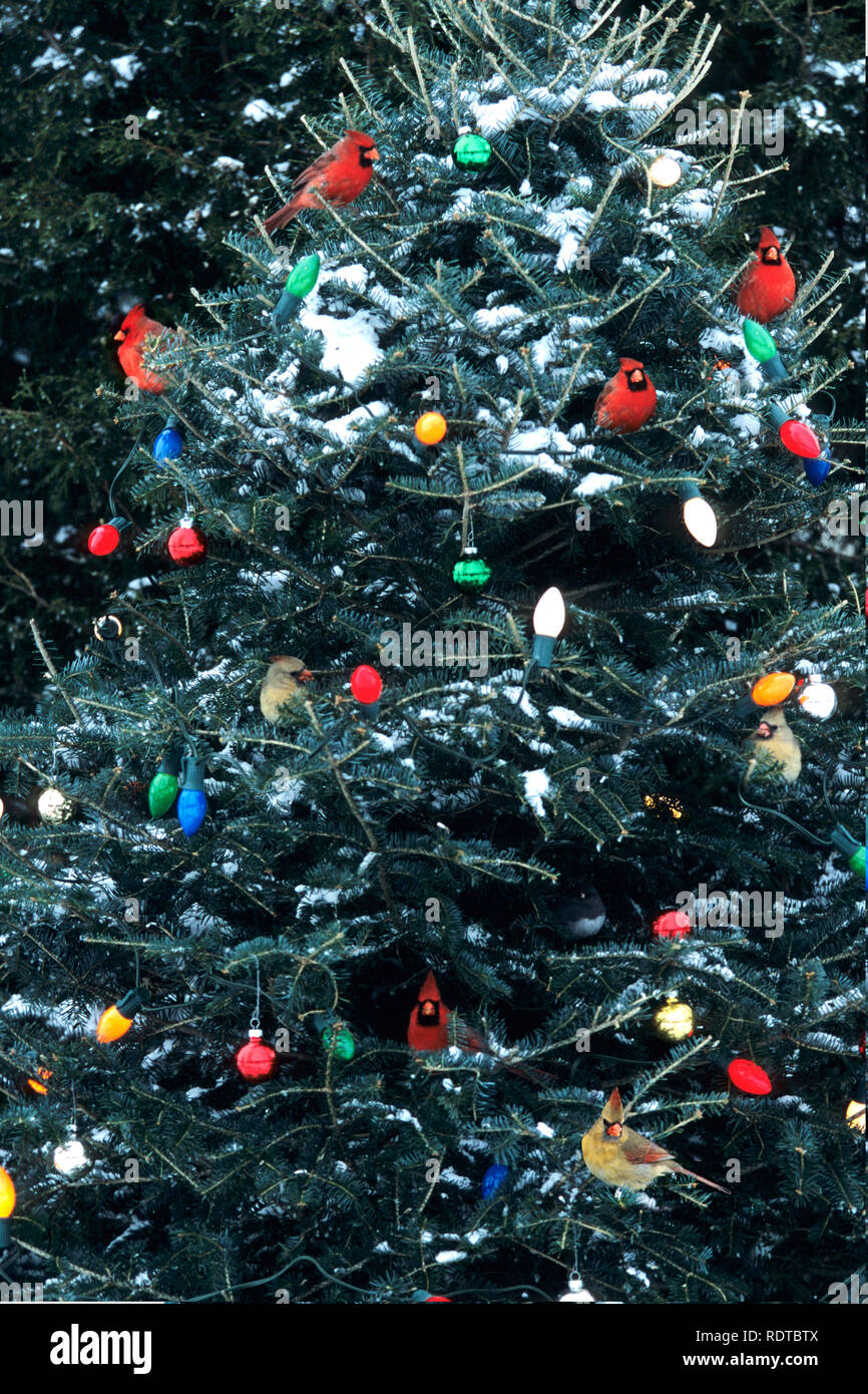 00585-034.14 Le Cardinal rouge (Cardinalis cardinalis) mâles et femelles & Dark-eyed Junco en arbre de Noël en hiver Marion co.il Banque D'Images