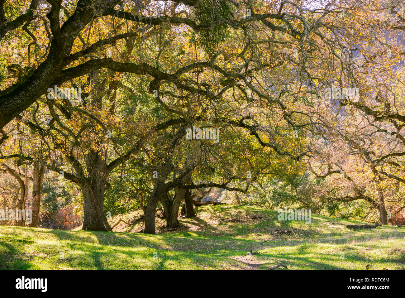 Arbre de chêne de couleur forêt, Sunol Regional Wilderness, baie de San Francisco, Californie Banque D'Images