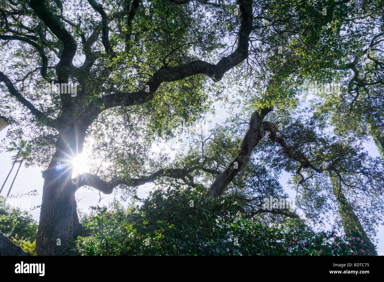 À la recherche vers le ciel de sous un vieux chêne live côtières, Cambria, Californie Banque D'Images