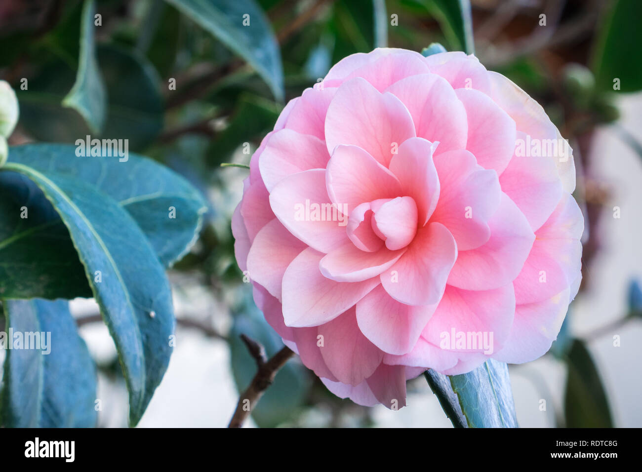 Close up of pink fleur de Camélia, Californie Banque D'Images