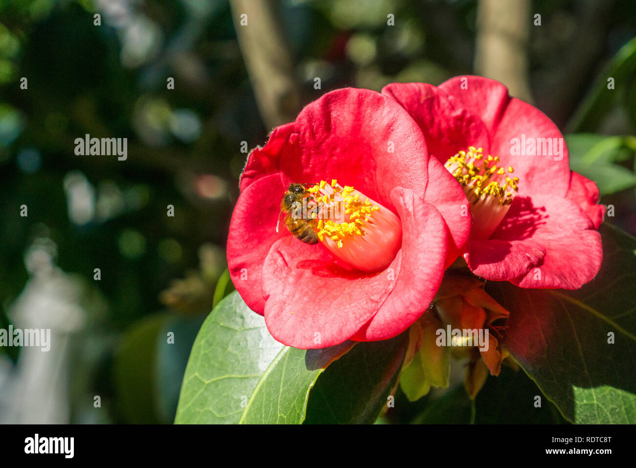 Close up d'abeille pollinisant une fleur de camélia rouge, en Californie Banque D'Images