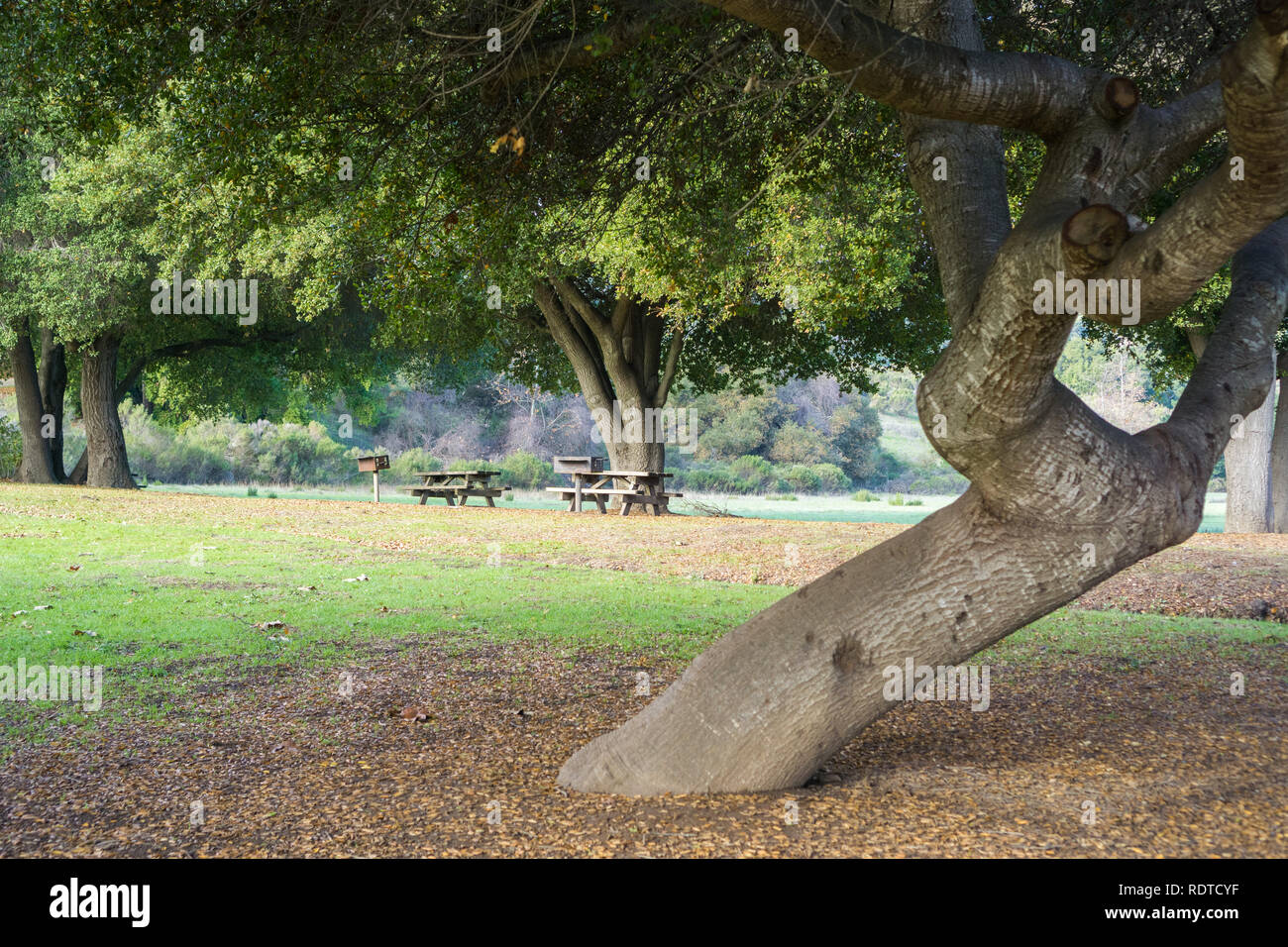 Tables de pique-nique situé sous les vieux chênes vivent, Rancho San Antonio County Park, South San Francisco bay, Cupertino, Californie Banque D'Images