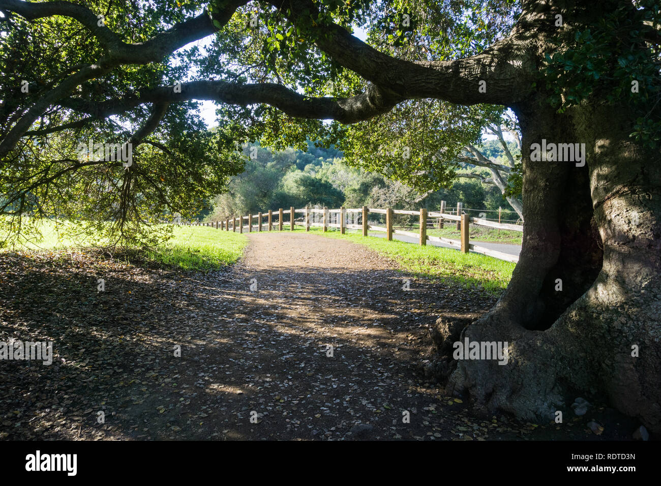 Vivre vieux chêne s'étend ses branches sur un sentier de marche, Rancho San Antonio County Park, South San Francisco bay, Cupertino, Californie Banque D'Images